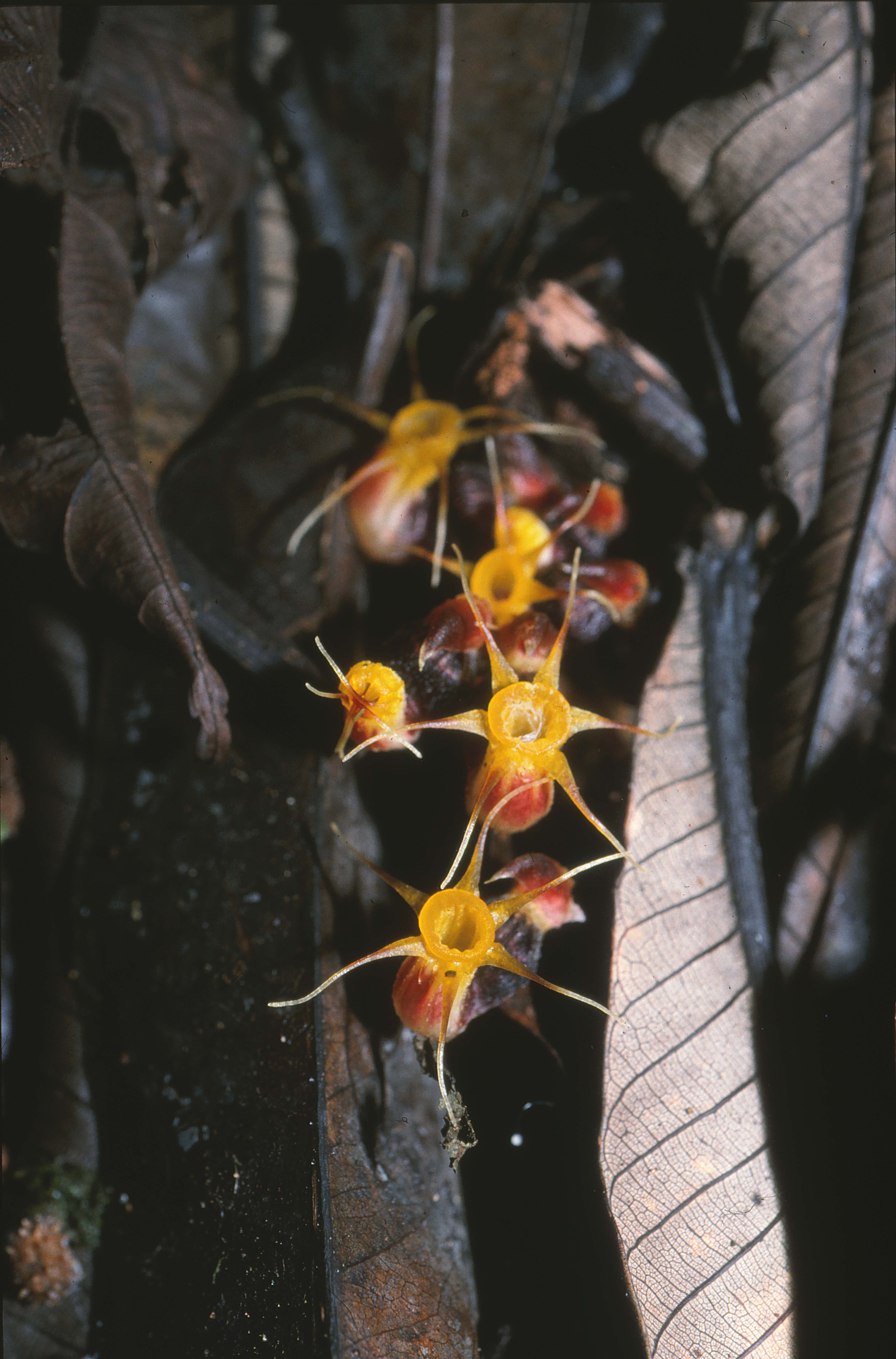 Afrothismia winkleri, one of 4,600 new species of plant and 7,800 new fungi described by scientists for the first time in 2024/25