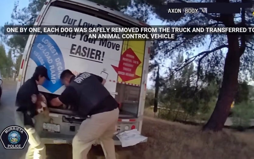 The 21 spaniels were trapped inside the truck’s cargo area, which lacked ventilation and air conditioning, according to police (Murrieta Police Department)
