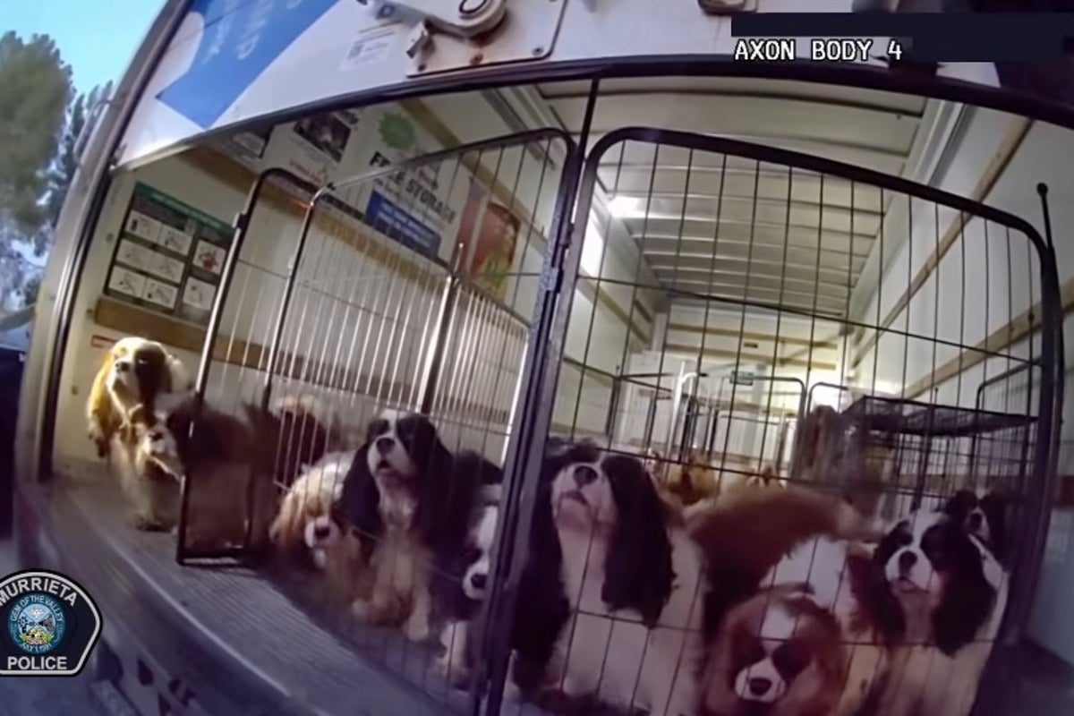 Police rescue more than 20 spaniels, some of them pregnant, from sweltering U-Haul truck – UK Times Police rescue more than 20 spaniels, some of them pregnant, from sweltering U-Haul truck – UK Times