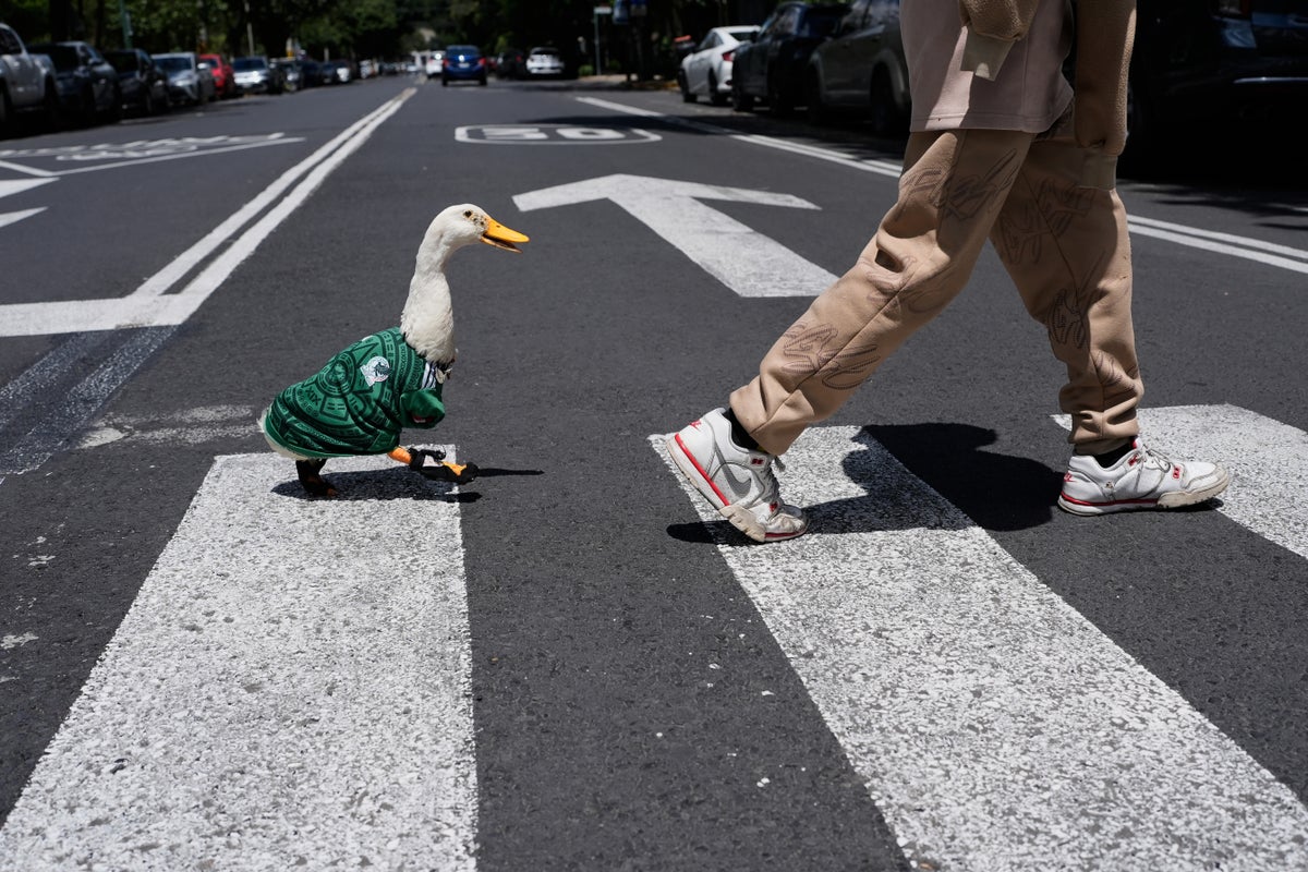 Meet Merlin the duck, a Mexico City streetside regular turned World Cup mascot – UK Times