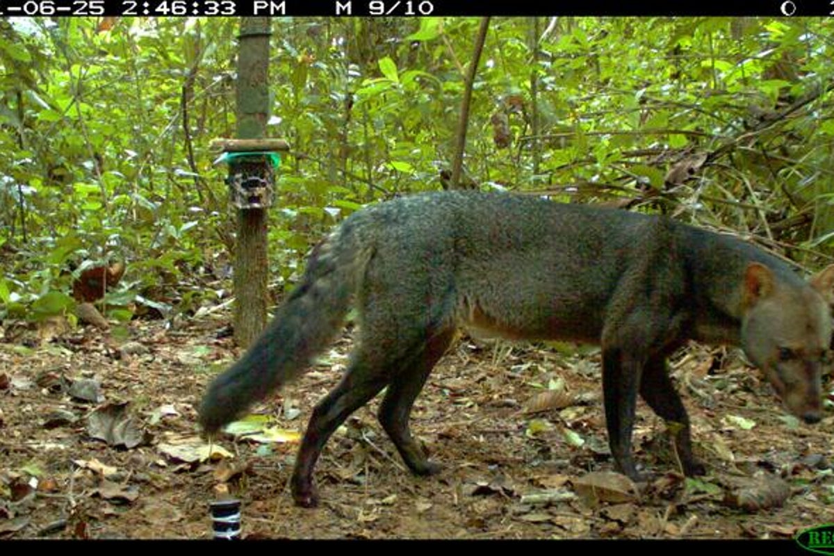 Extremely rare and ‘almost mythical ghost dog’ spotted in Amazon forests – UK Times Extremely rare and ‘almost mythical ghost dog’ spotted in Amazon forests – UK Times