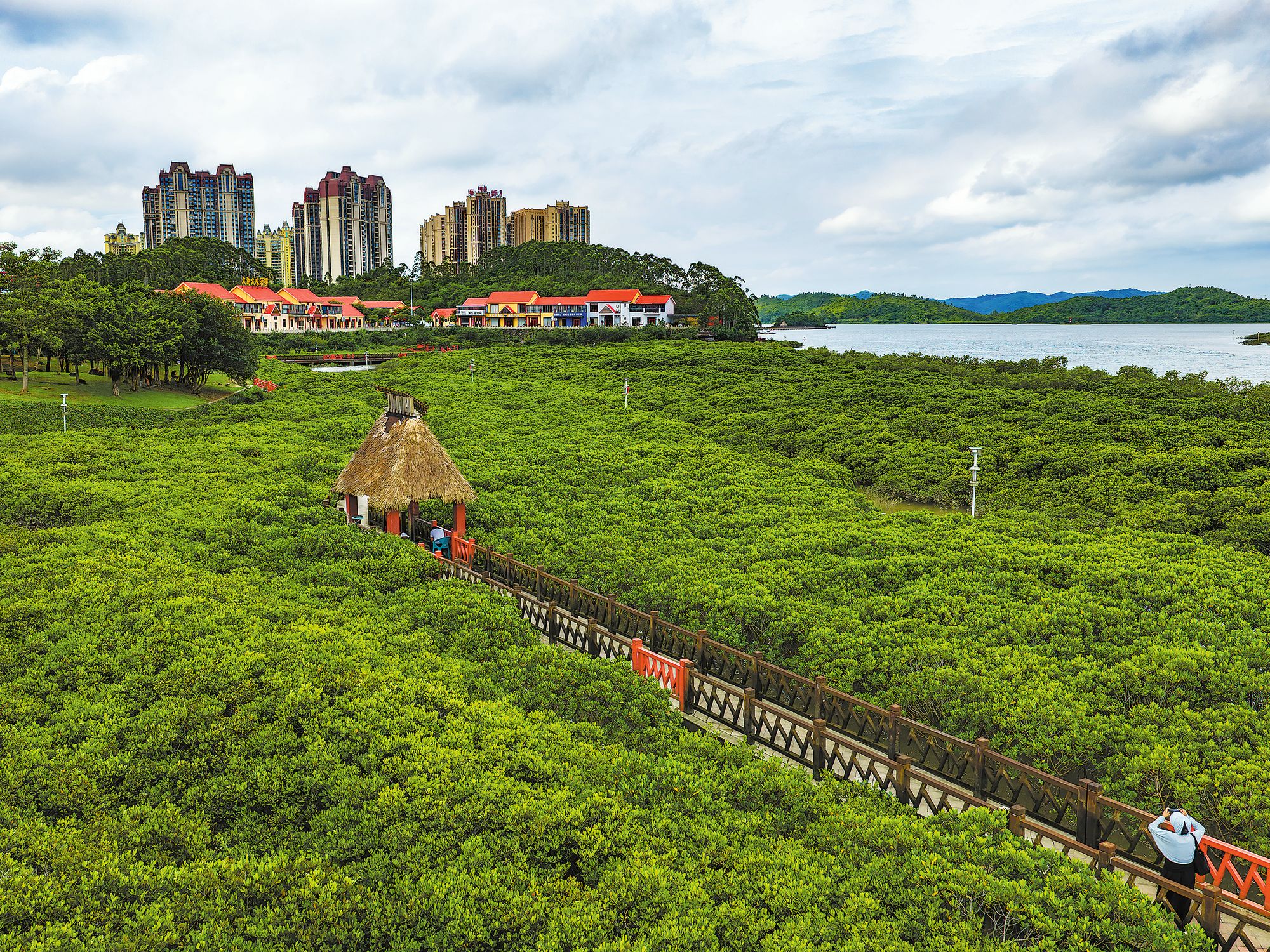 Ecological action spurs mangrove regrowth