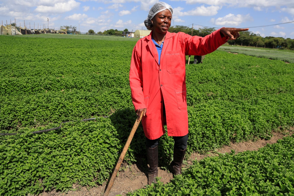 Solar-Powered Cold Storage Reduces Spoilage for Some Kenyan Farmers but Faces Funding Hurdles