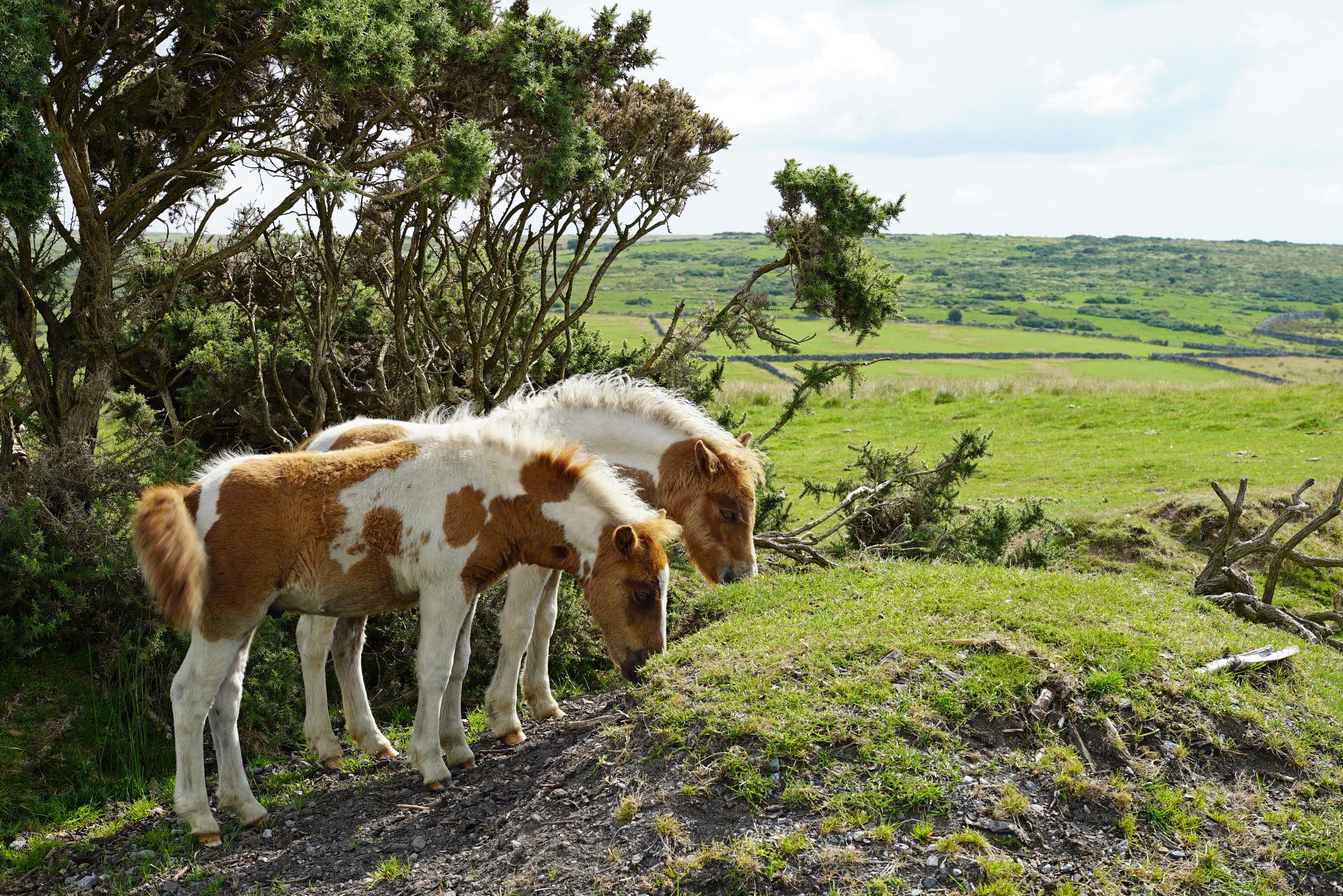 Campaigners want long-term protection for the ponies
