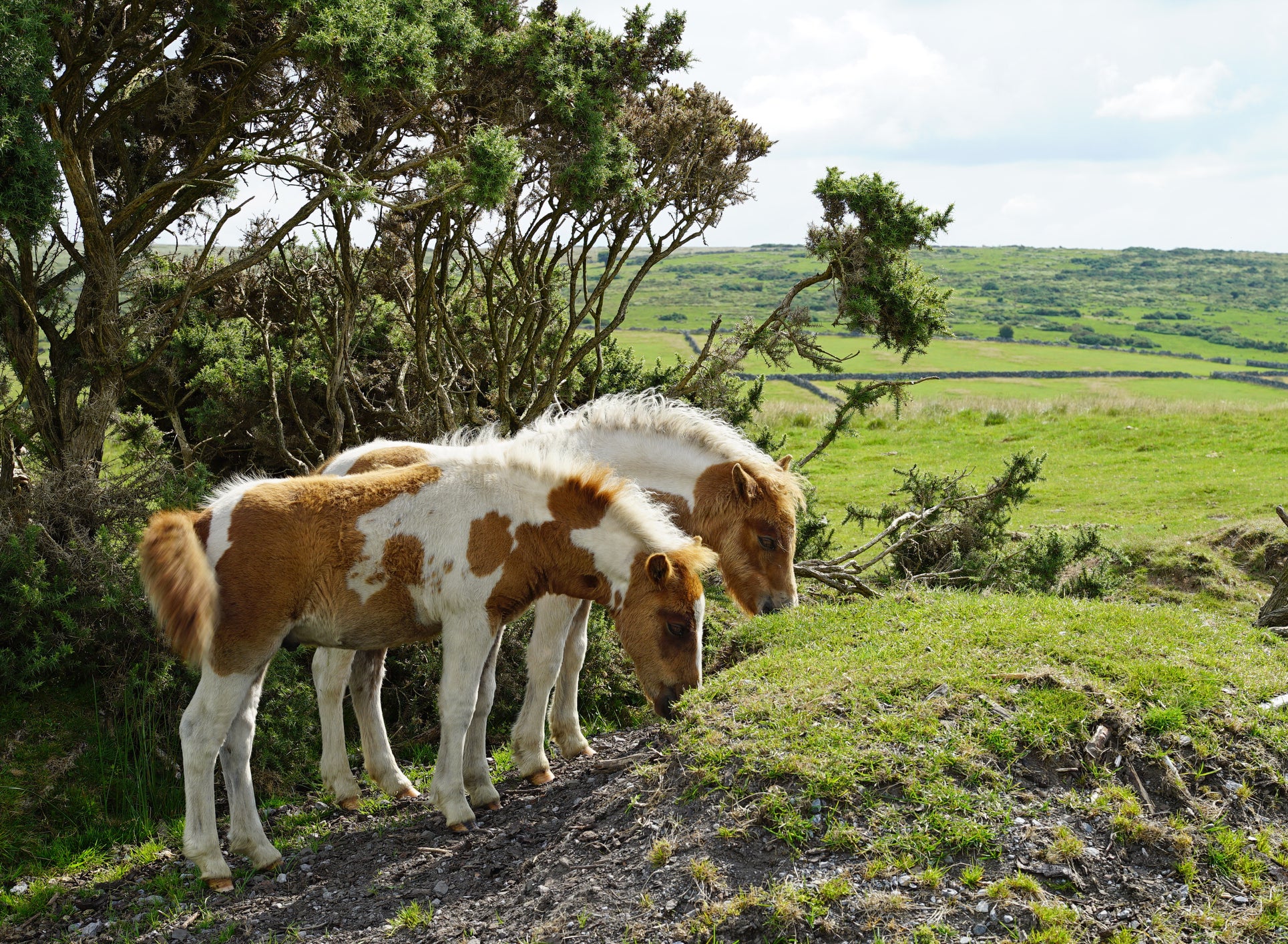 Campaigners want long-term protection for the ponies (Getty/iStock)