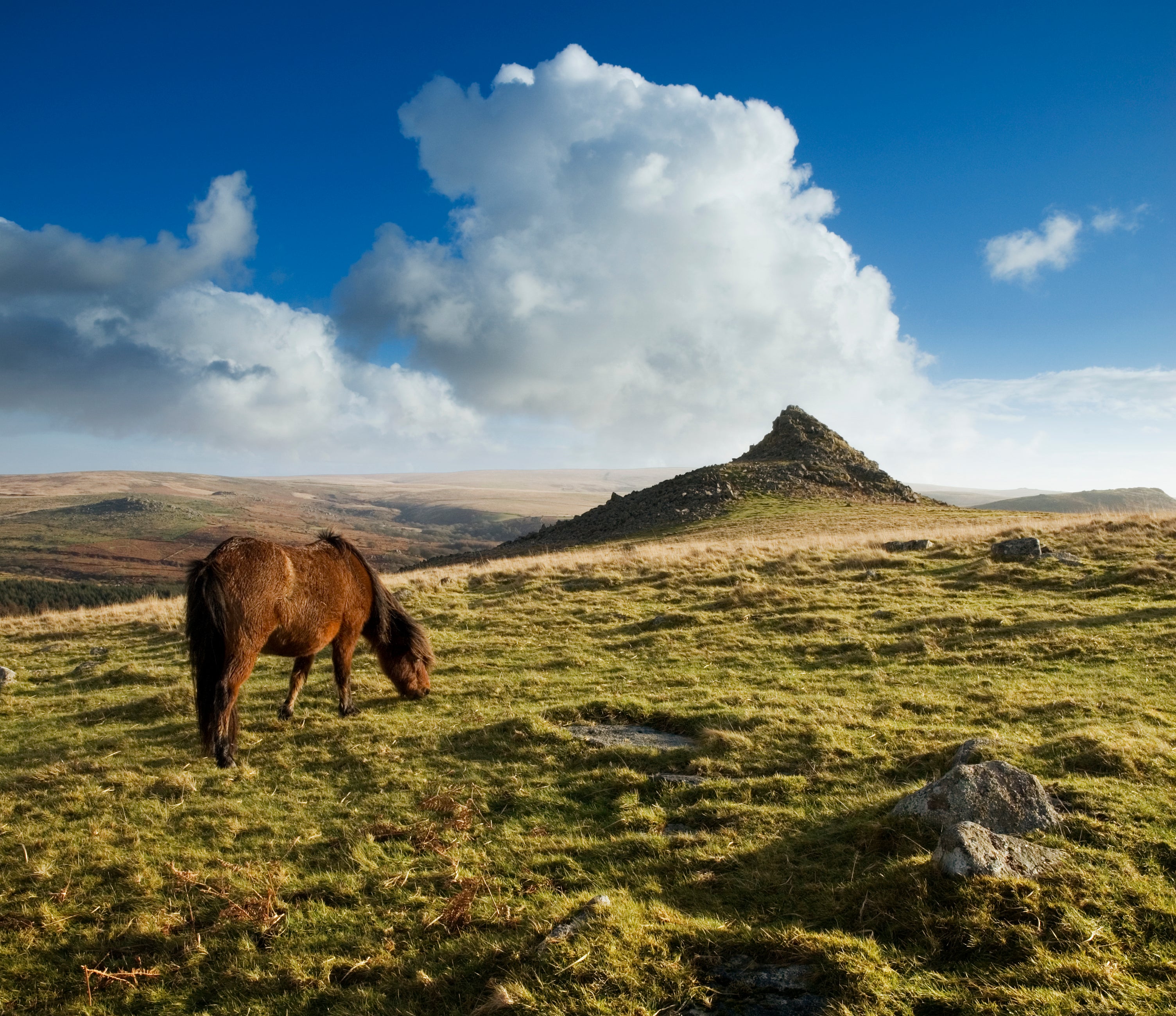 Wild ponies have grazed on Dartmoor for 4,500 years