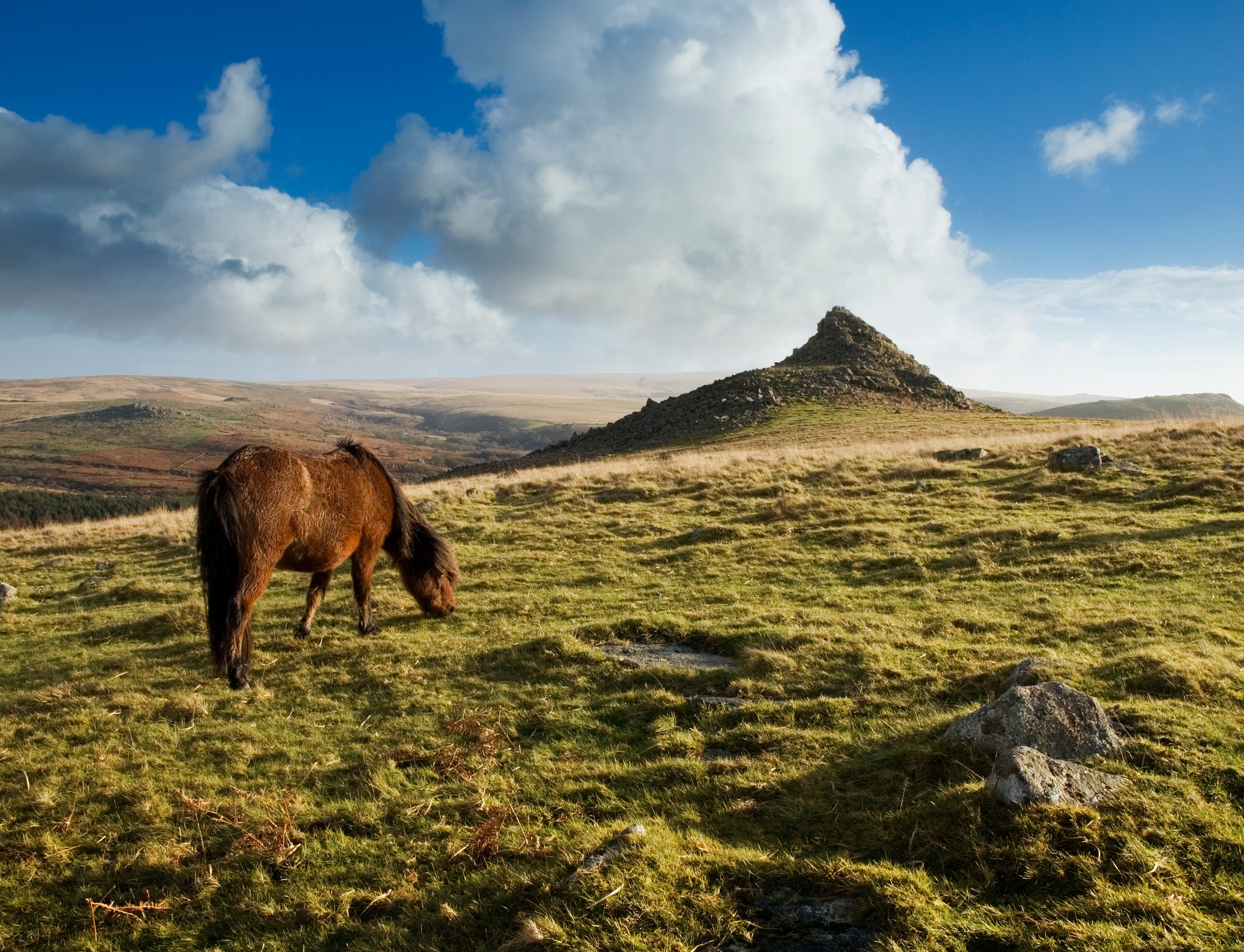 Wild ponies have grazed on Dartmoor for 4,500 years (Getty/iStock)