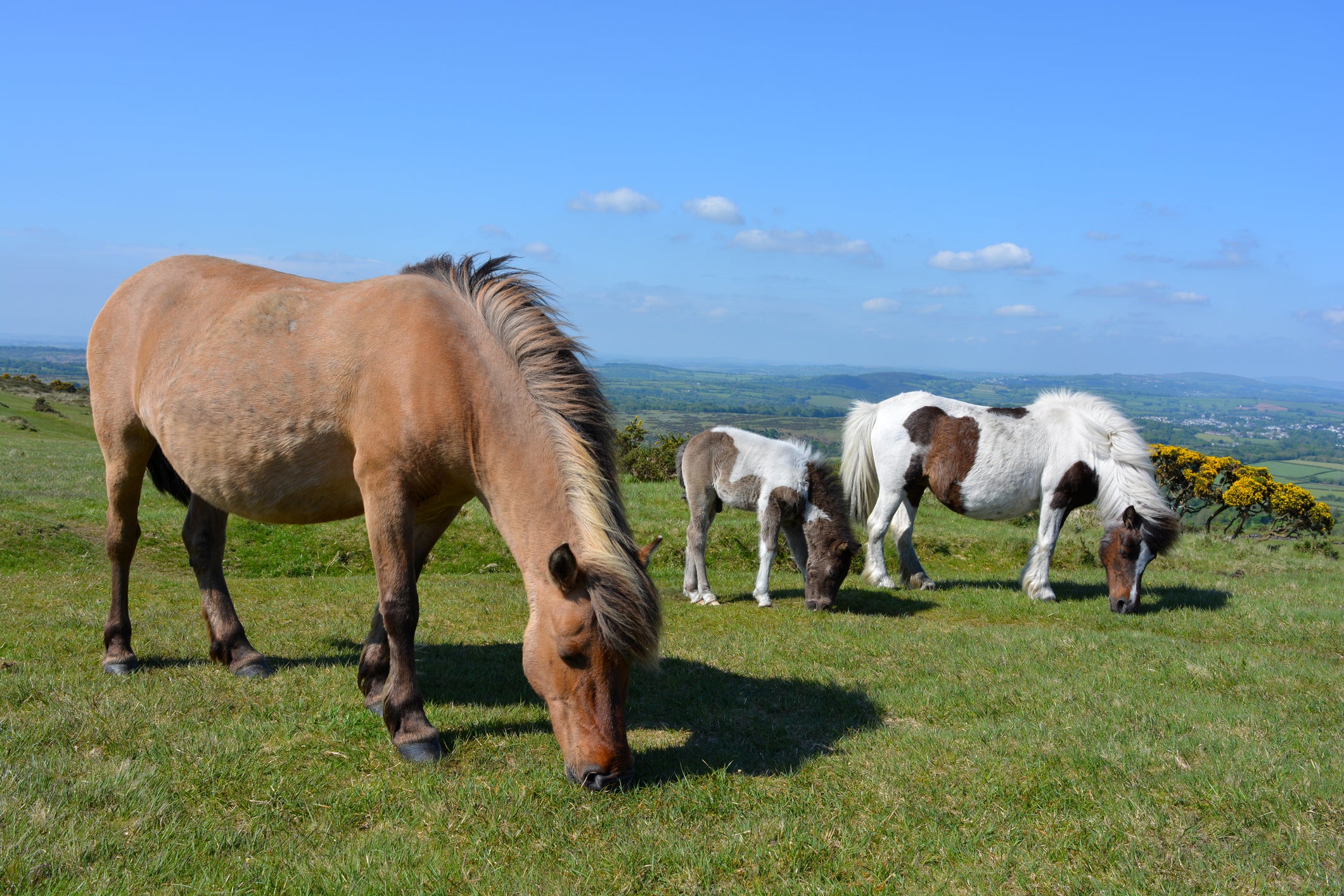 How a ‘massive blunder’ sparked fears of a mass Dartmoor pony cull