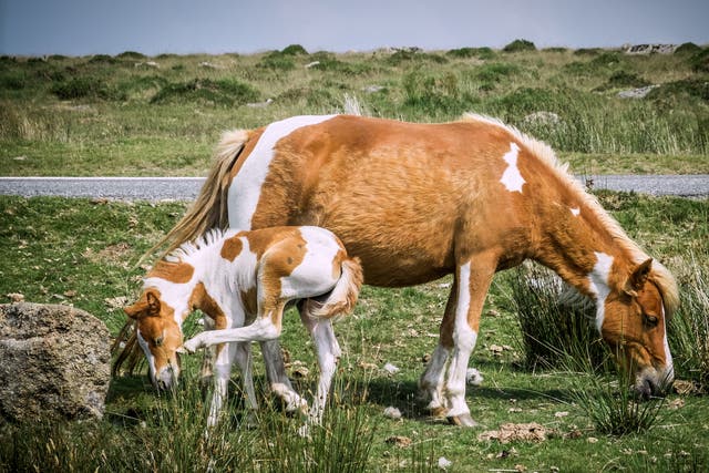Dartmoor ponies declared ‘safe’ by Starmer ally amid cull fears