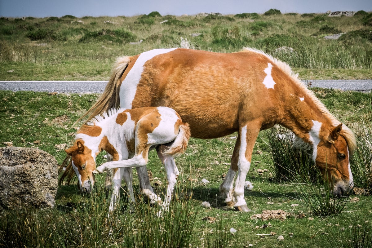 Dartmoor ponies declared ‘safe’ by Starmer ally after Natural England ‘blunder’ led to cull fears – UK Times Dartmoor ponies declared ‘safe’ by Starmer ally after Natural England ‘blunder’ led to cull fears – UK Times
