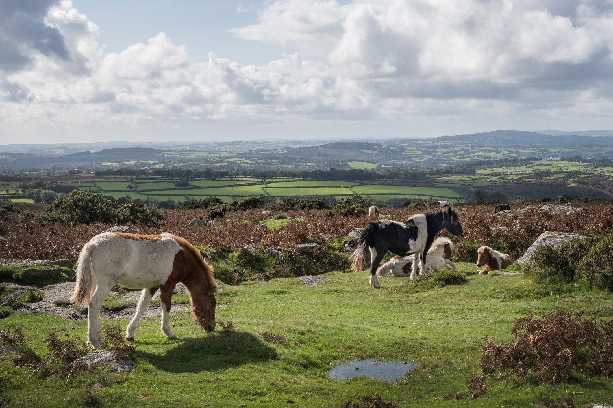 Why I’m willing to go to war to save Dartmoor’s ponies