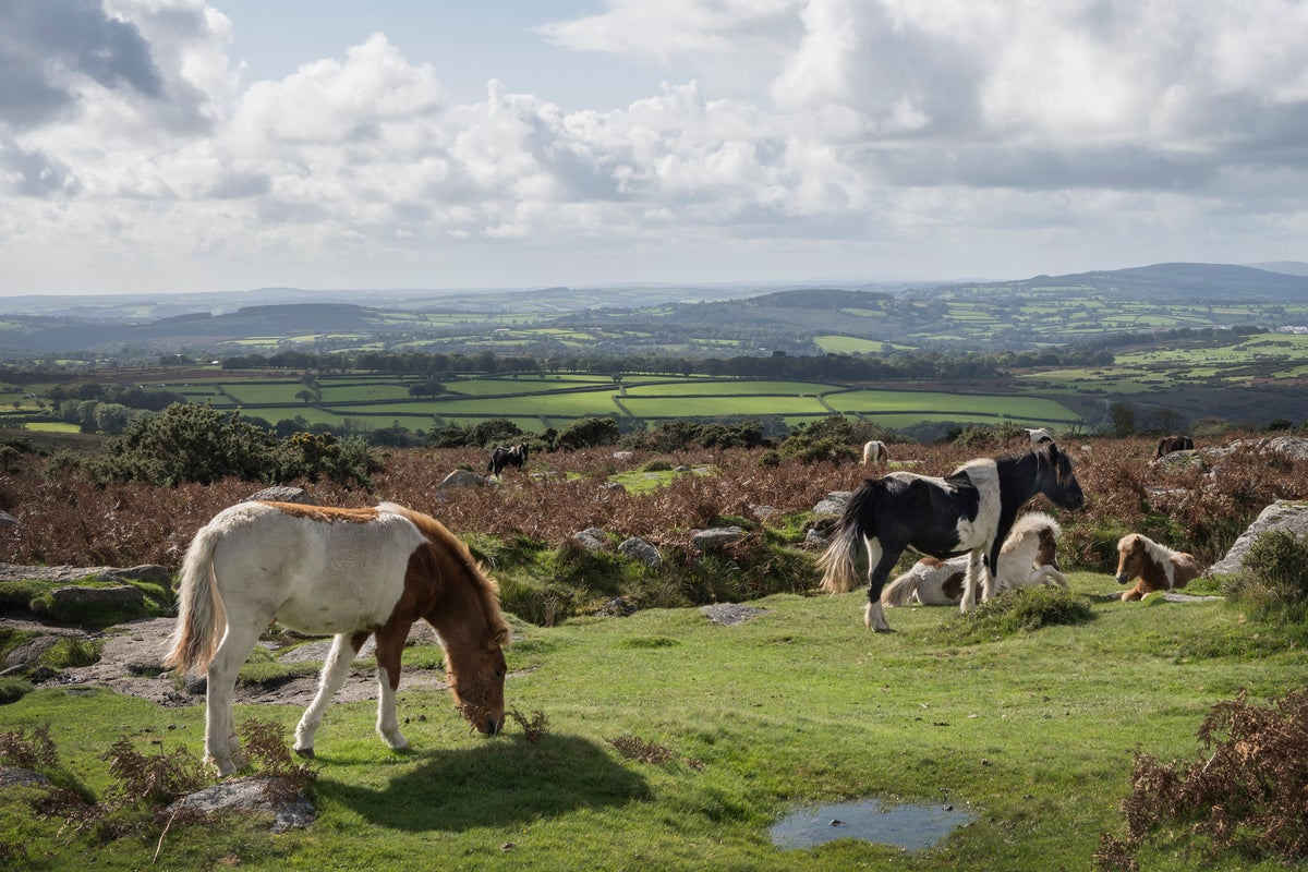 Why I’m willing to go to war to save Dartmoor’s ponies