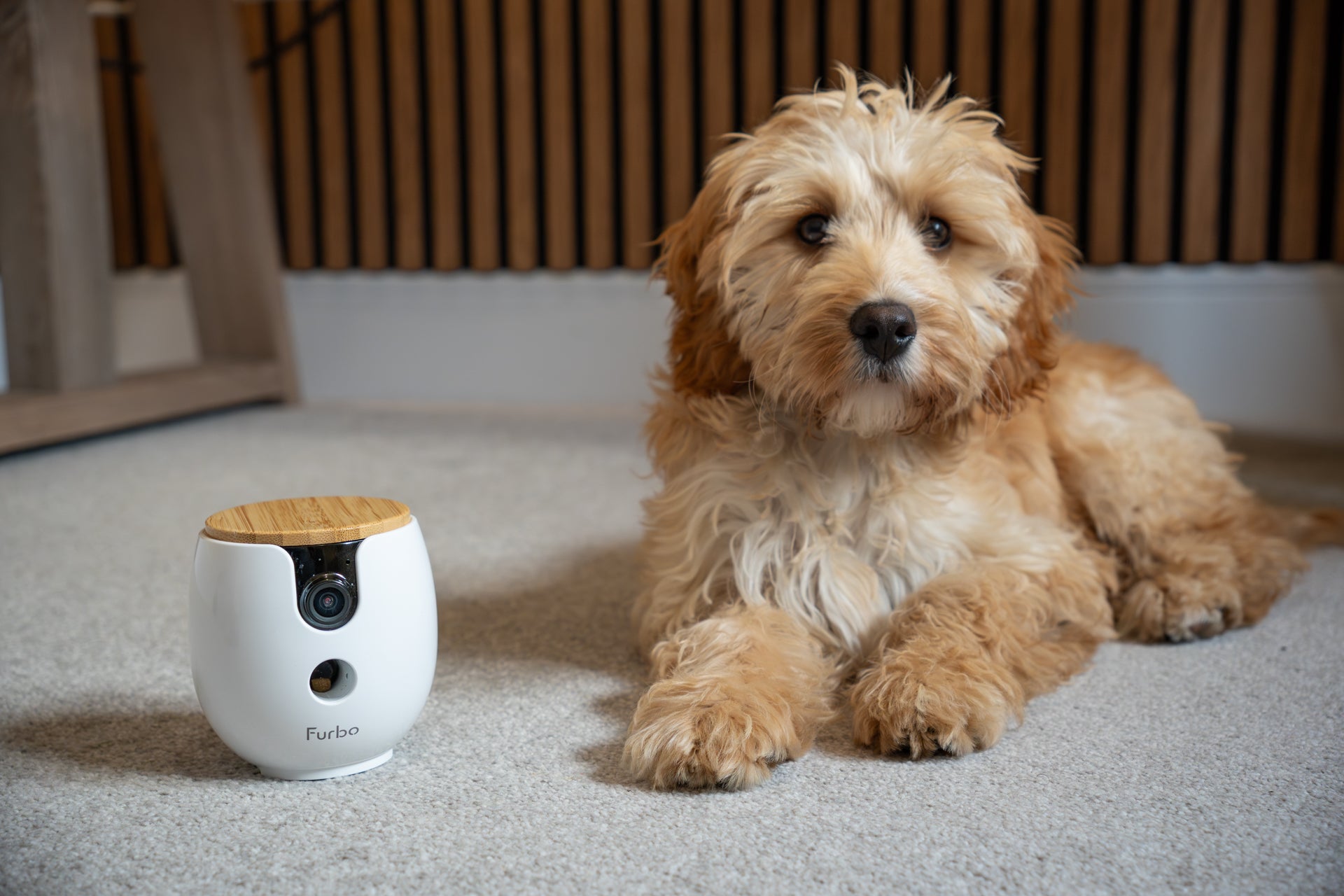 Boomers are the least likely generation to refer to their pet as a “child” (Alistair Charlton/The Independent)