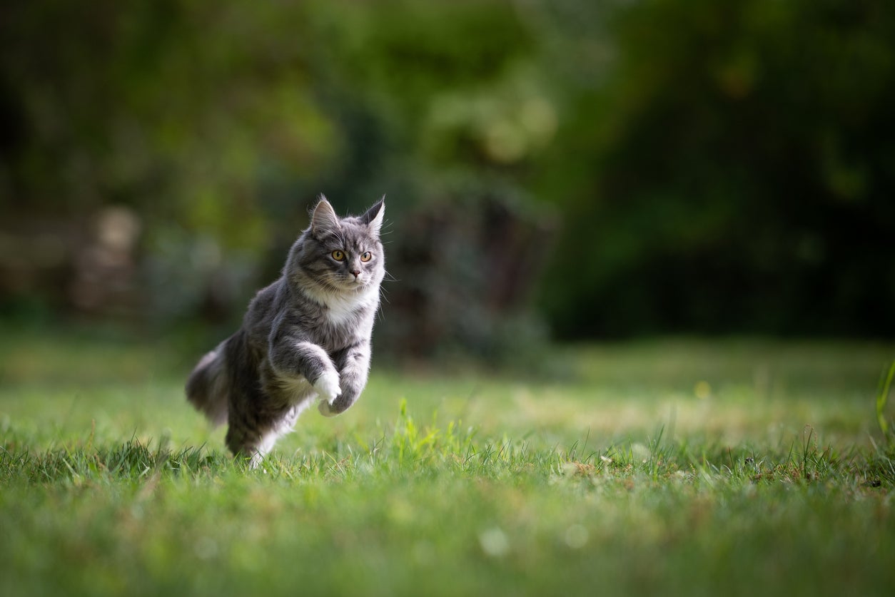 Zoonotic pathogens are organisms that can infect both animals and humans