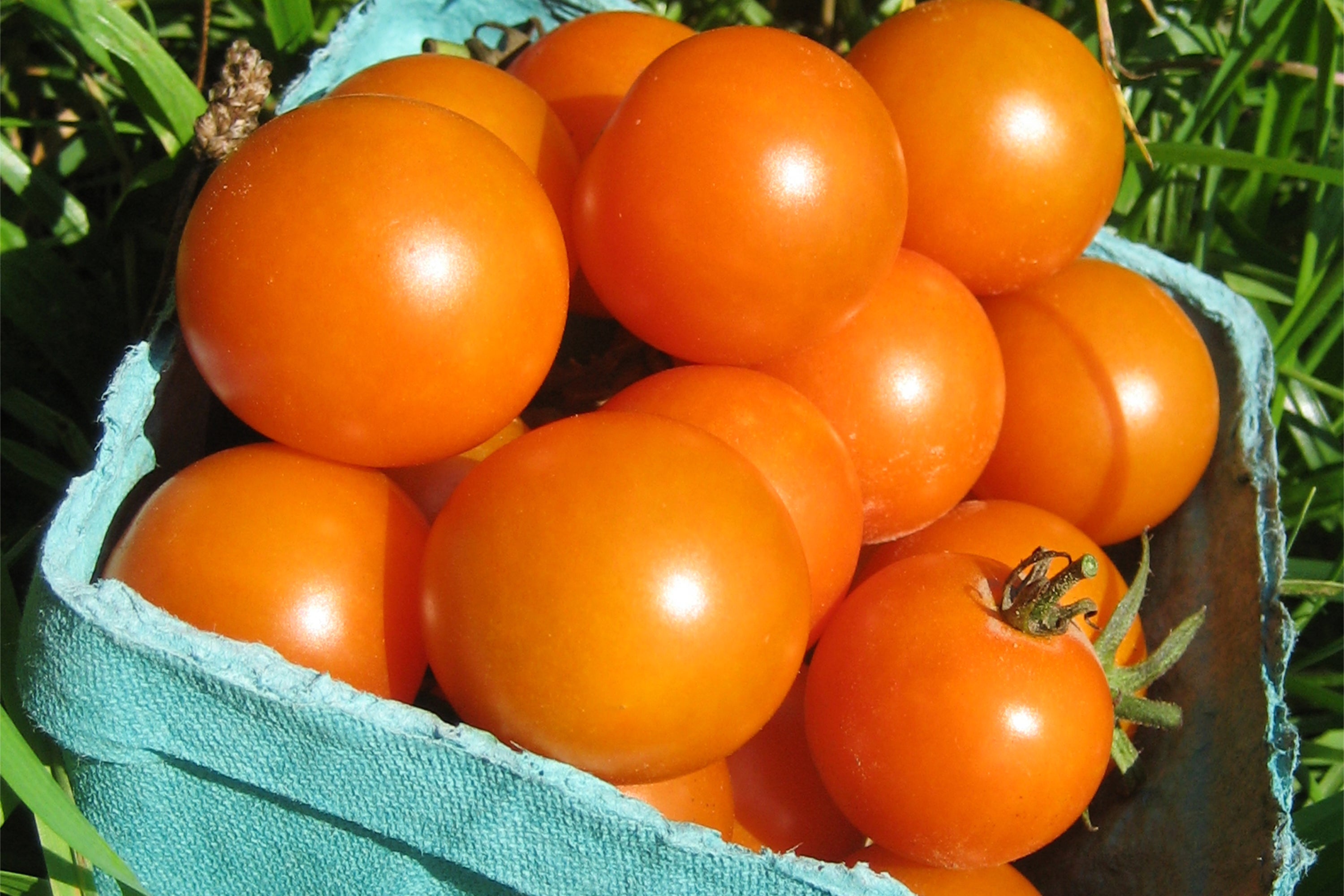 5 tomato superstars for a mouthwatering summer harvest | The