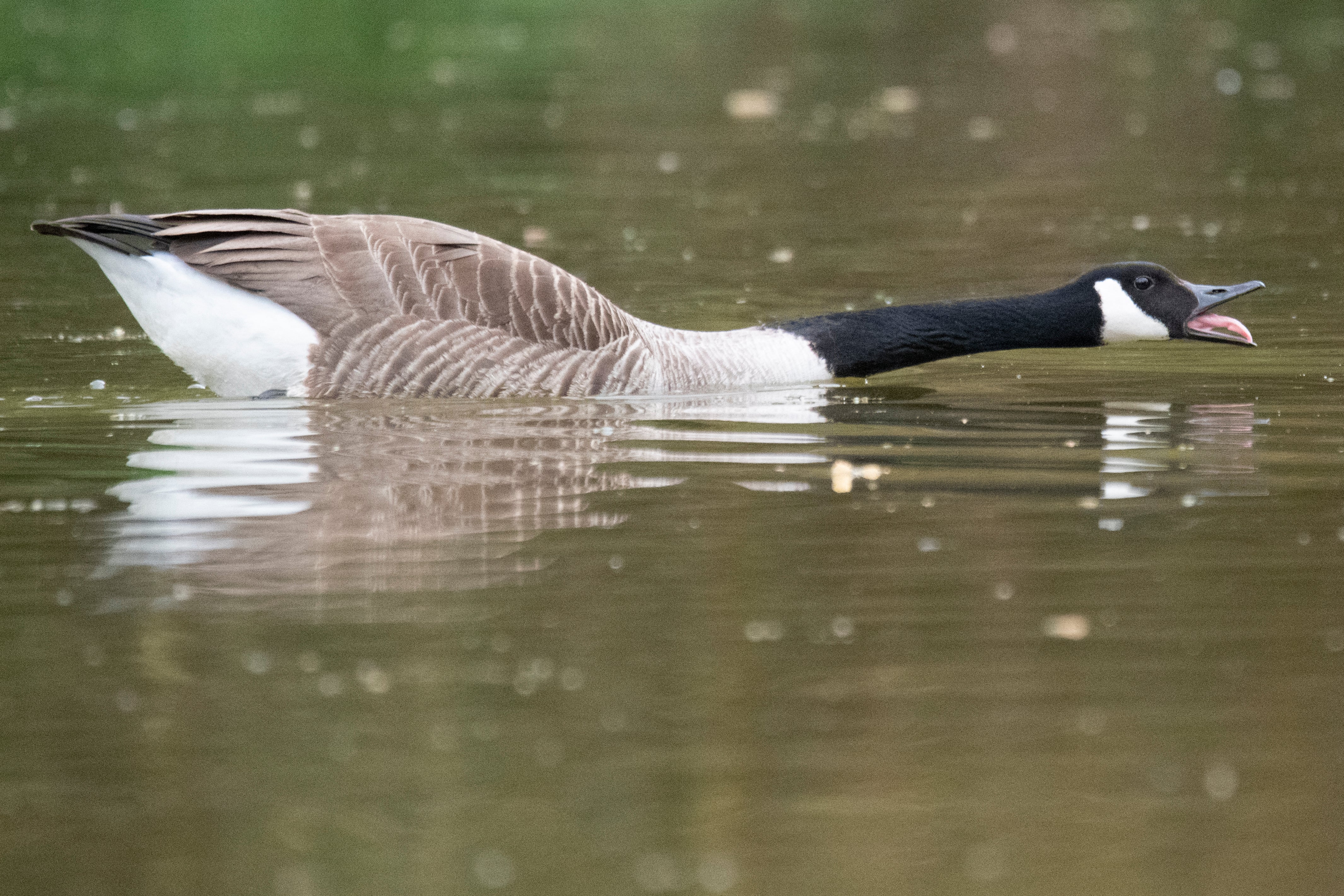 Alabama HOA sparks backlash after voting to euthanize hundreds of federally protected geese