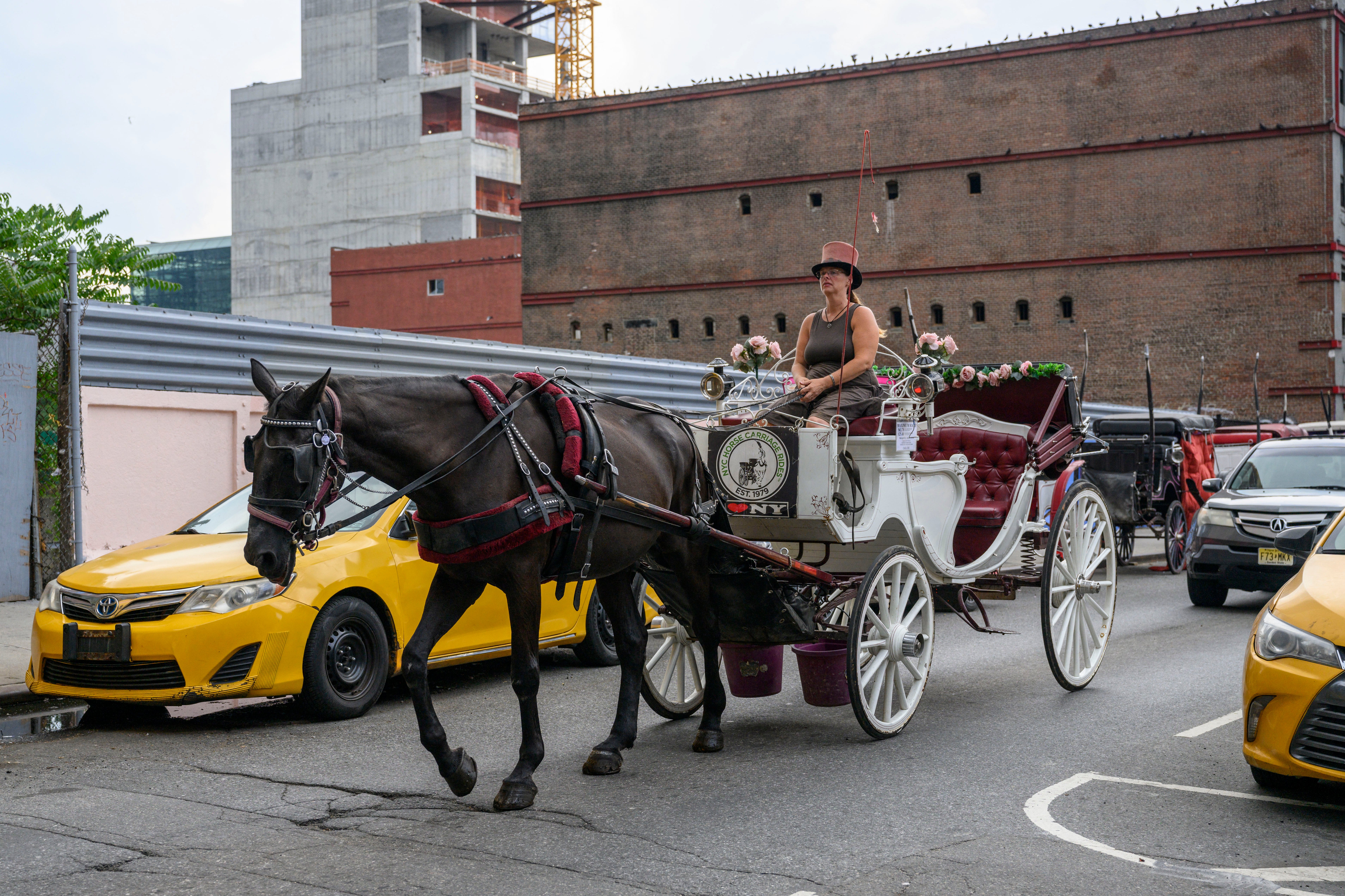 Horse-drawn carriage driver Christina Hansen rides her carriage through Manhattan on August 26, 2022, in New York City. In June 2026, a carriage horse named Deniz died after eating a toxic plant in Central Park