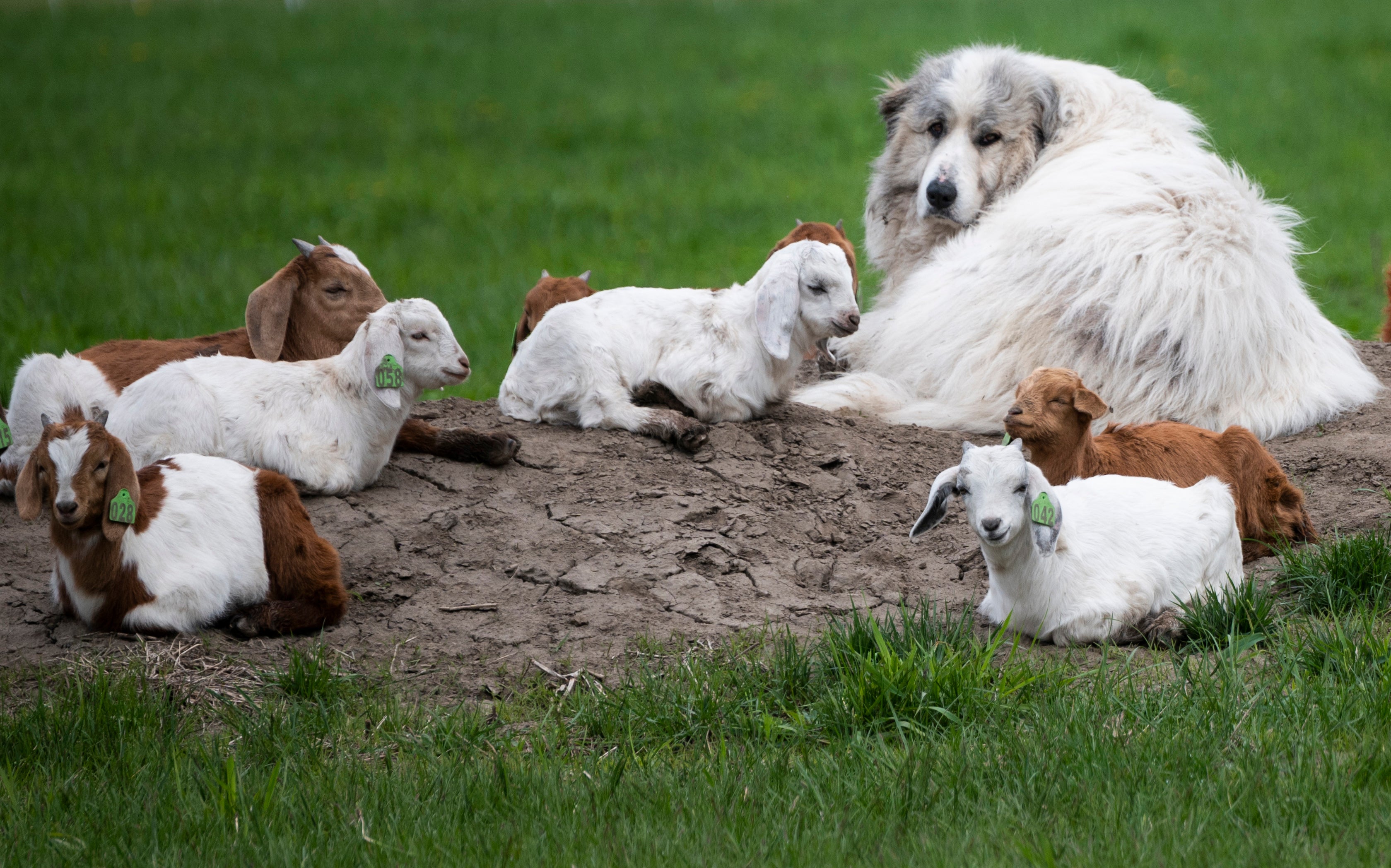 Goats and dogs can respond to human cues to the same ability, the study found