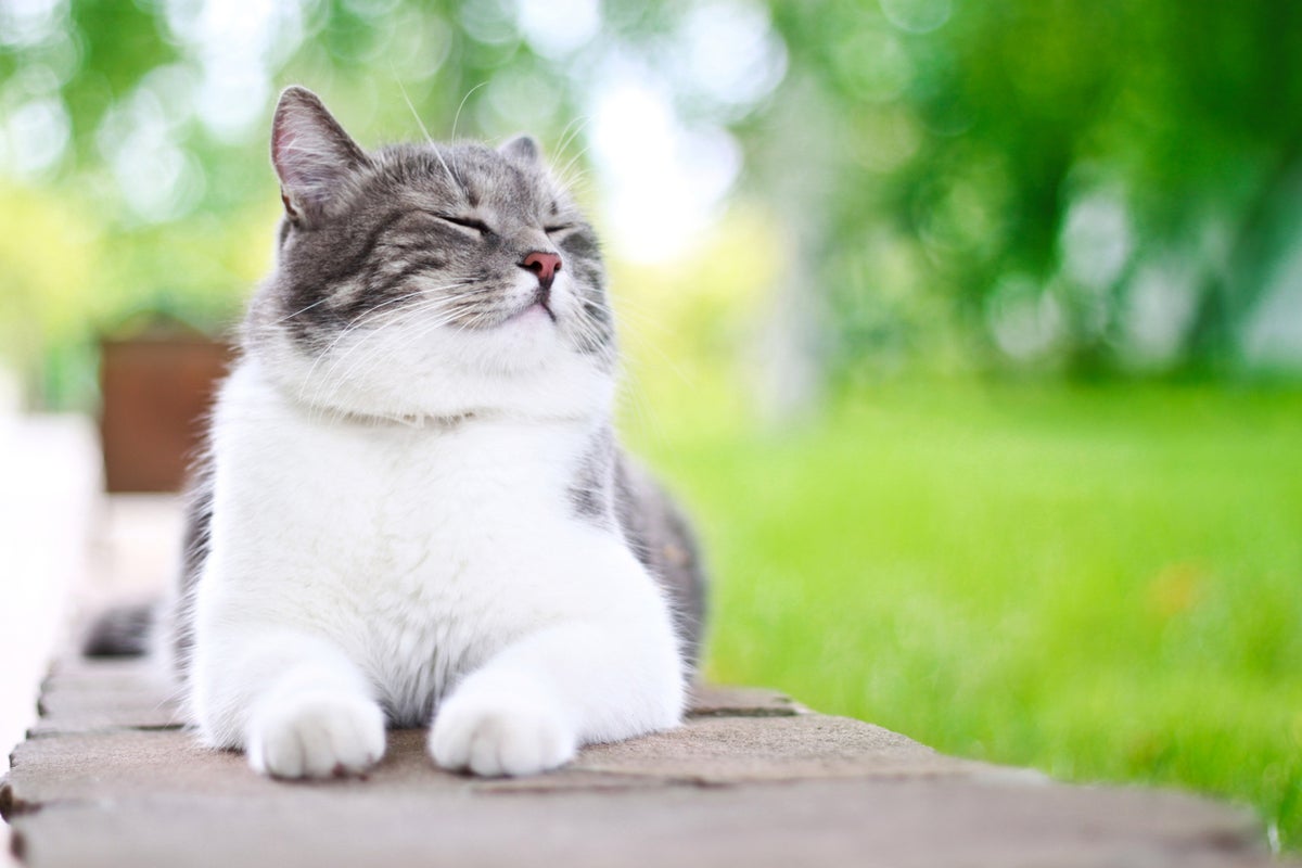 Scientists discover letting your cat outdoors poses major risk to your health – UK Times Scientists discover letting your cat outdoors poses major risk to your health – UK Times