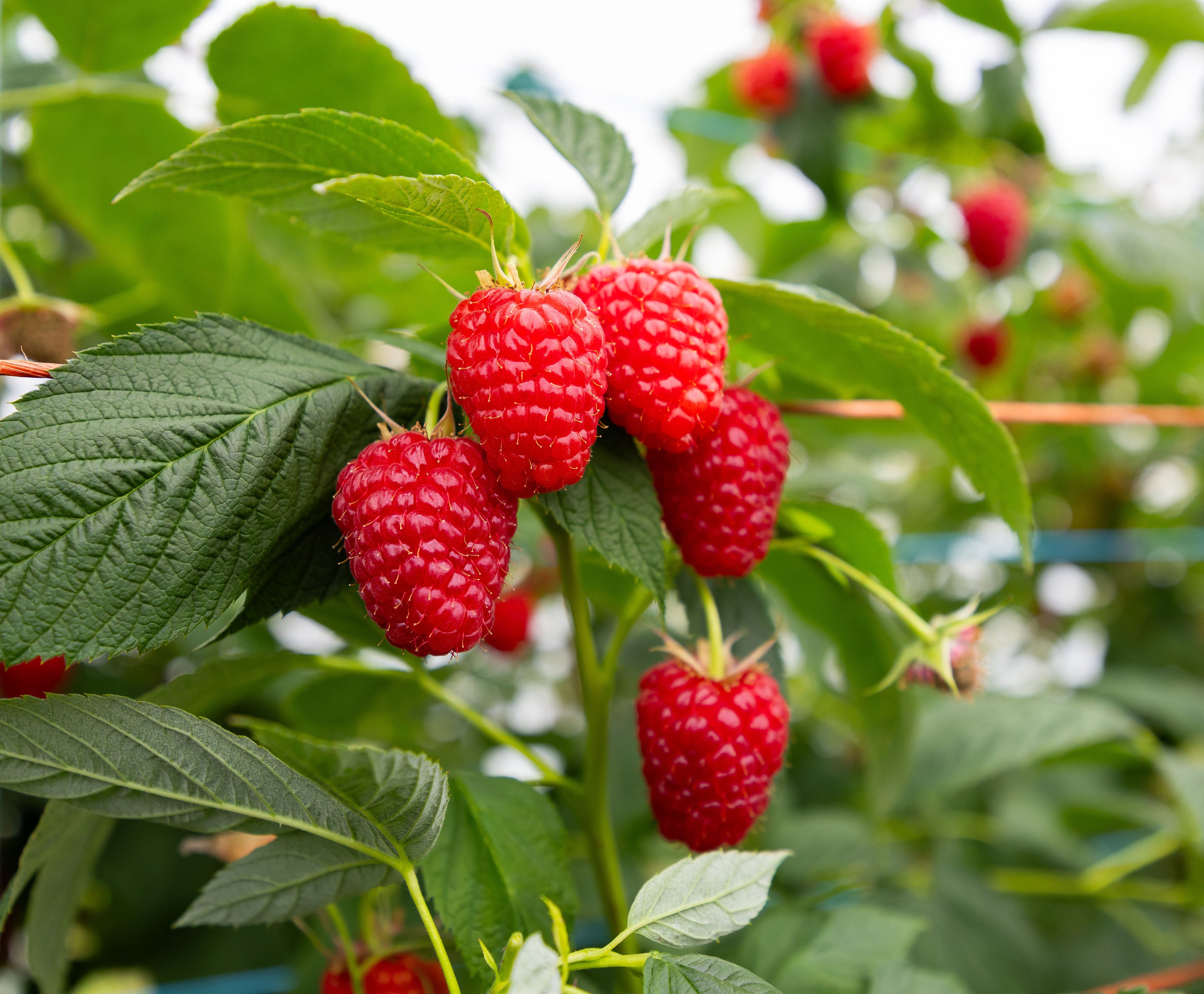 This season’s raspberries were bigger than usual as well as sweeter, one grower said (Simon Price Media Assignments/PA) (PA Wire)