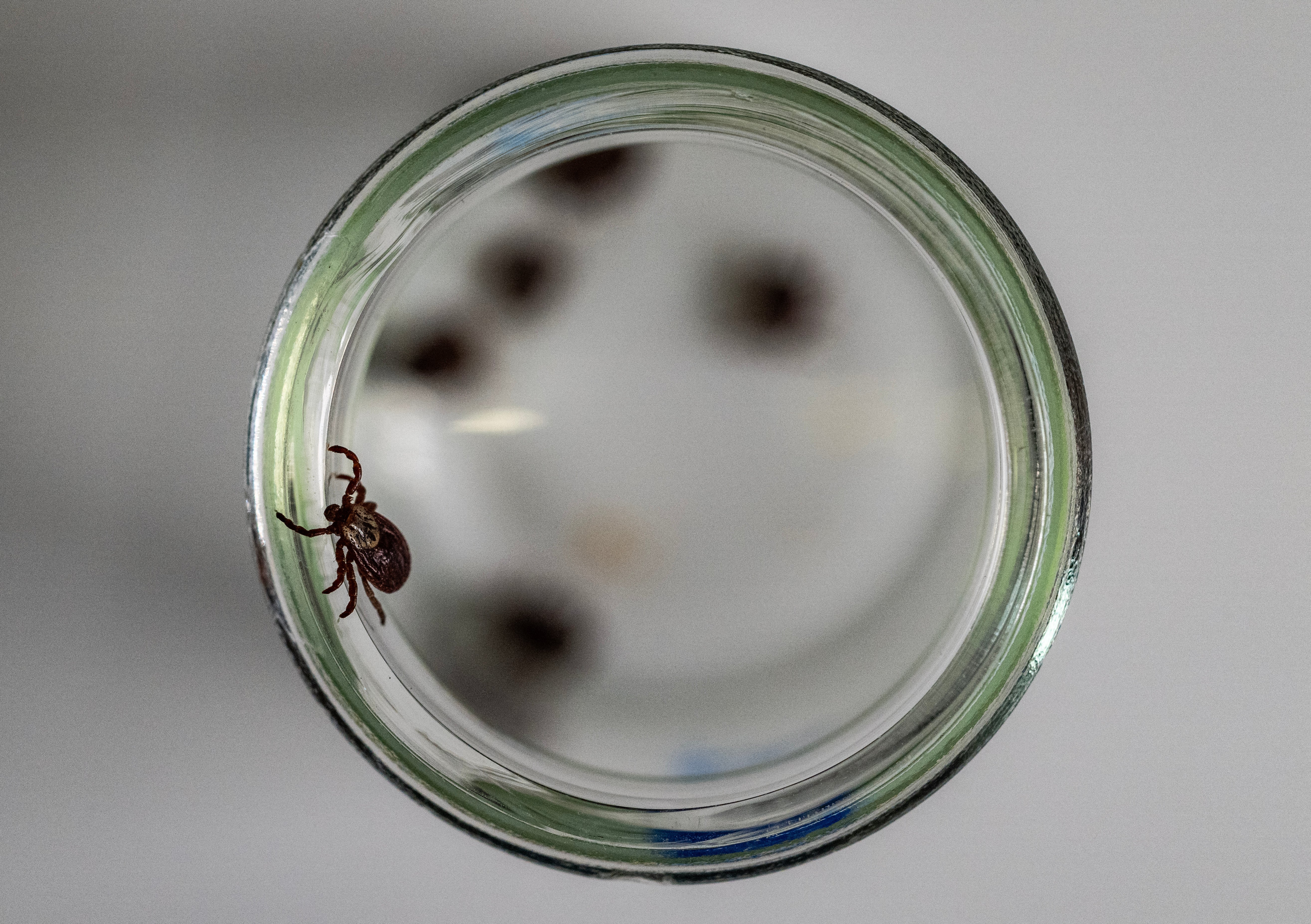 California resident becomes just the fourth person in the world to become infencted with tick-borne illness, officials say