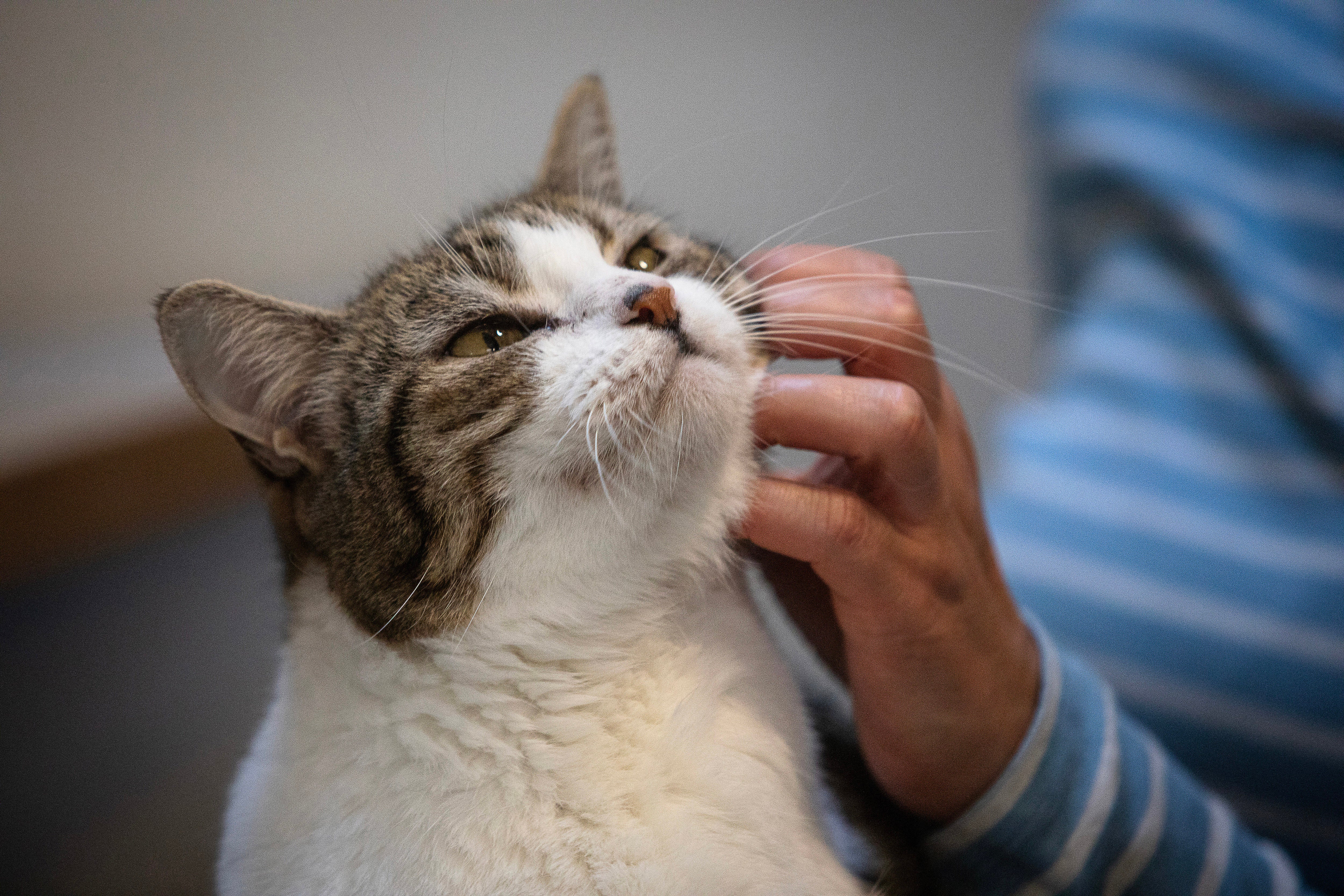 Do pets really help humans cope with stress? New study challenges that