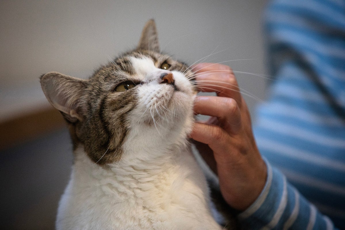 Do pets really help humans cope with stress? New study challenges that Do pets really help humans cope with stress? New study challenges that