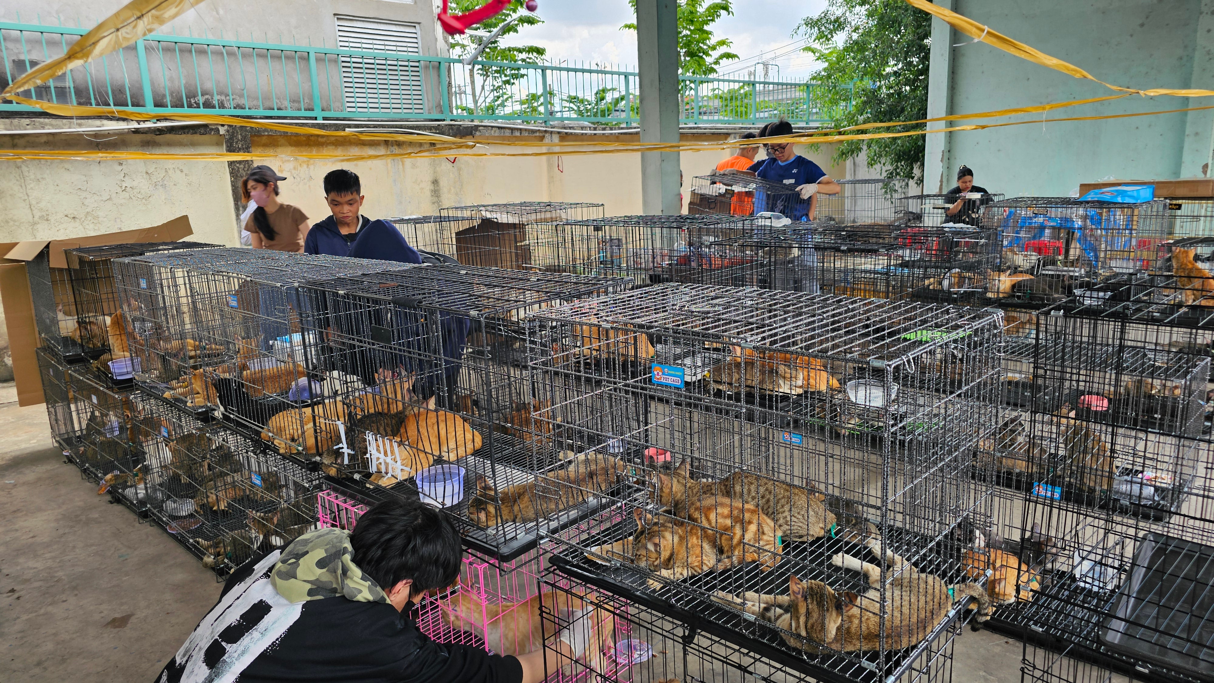 More than 400 stolen cats rescued in Vietnam after police bust meat trade ring – UK Times More than 400 stolen cats rescued in Vietnam after police bust meat trade ring – UK Times