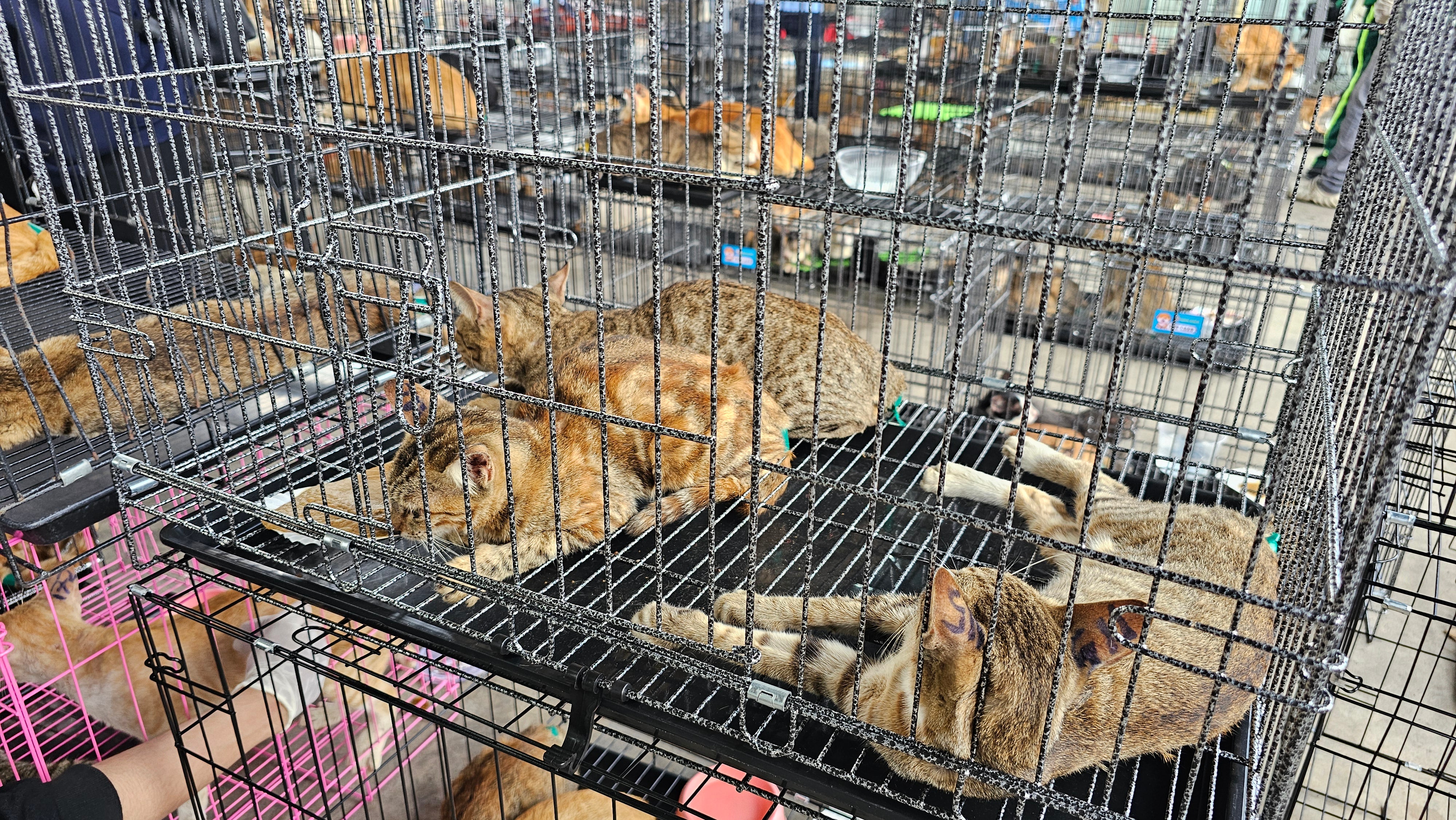 Hundreds of cats seized by Ho Chi Minh City police in one of the largest cat meat busts in Vietnam's history