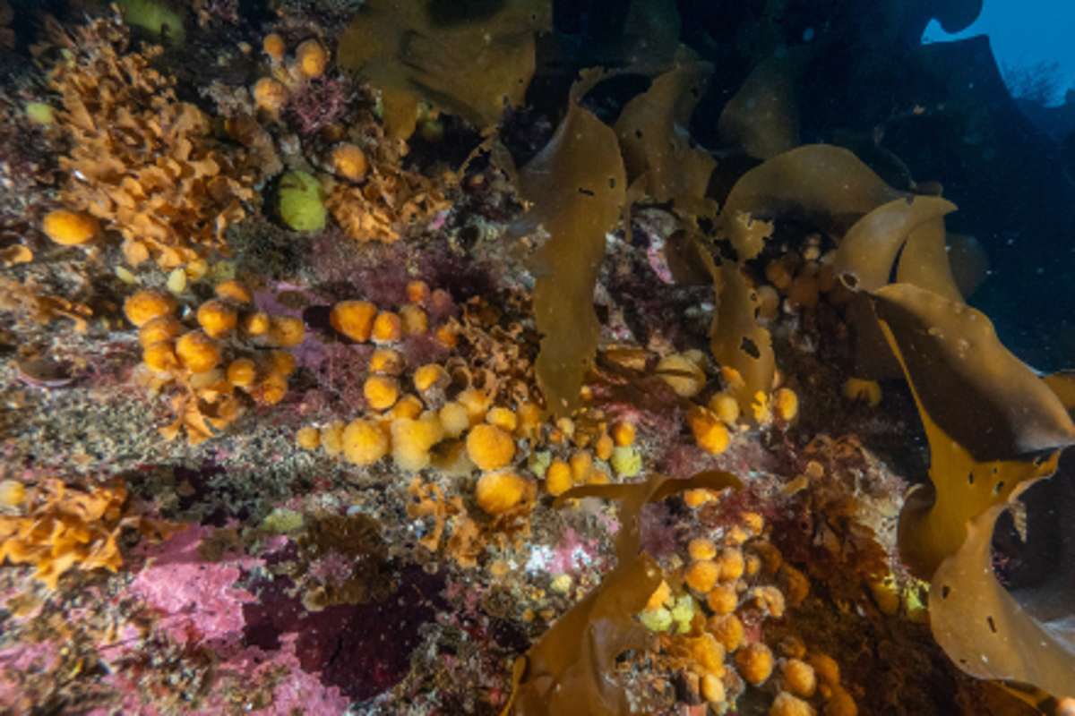 The Antarctic bacterium species that could be key to new cancer treatments – UK Times The Antarctic bacterium species that could be key to new cancer treatments – UK Times
