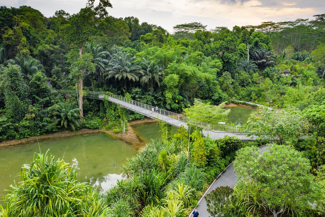 Singapore’s treetop walkways allow you to enjoy wonderful views and spot local wildlife