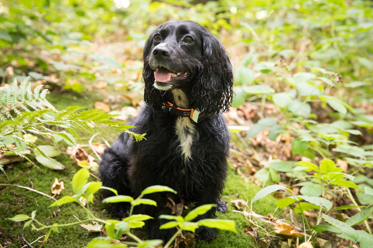  (Pawfit)