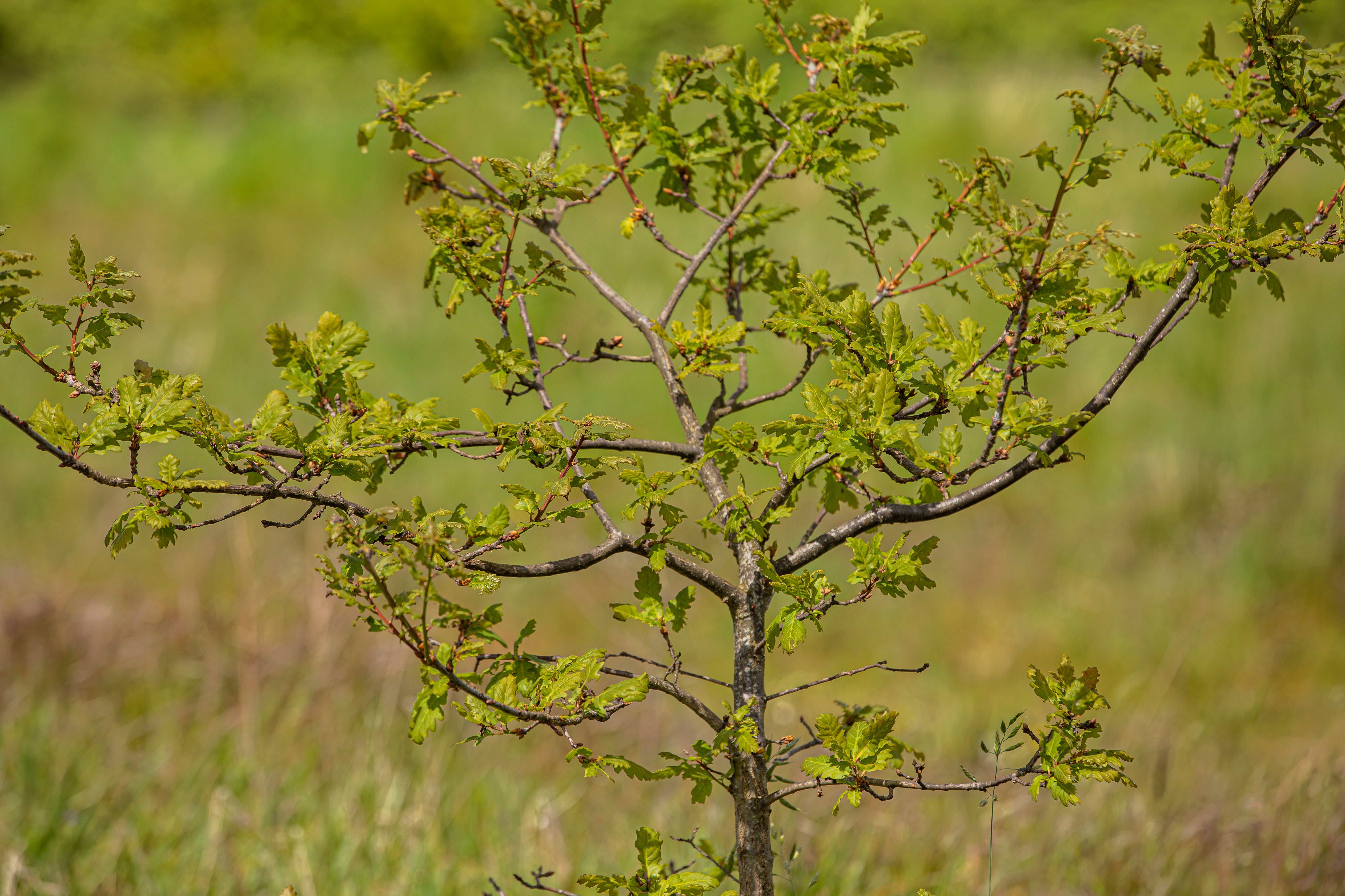 Oak saplings have grown from the Major Oak, including this one in Sherwood Forest (Ben Andrew/RSPB/PA)