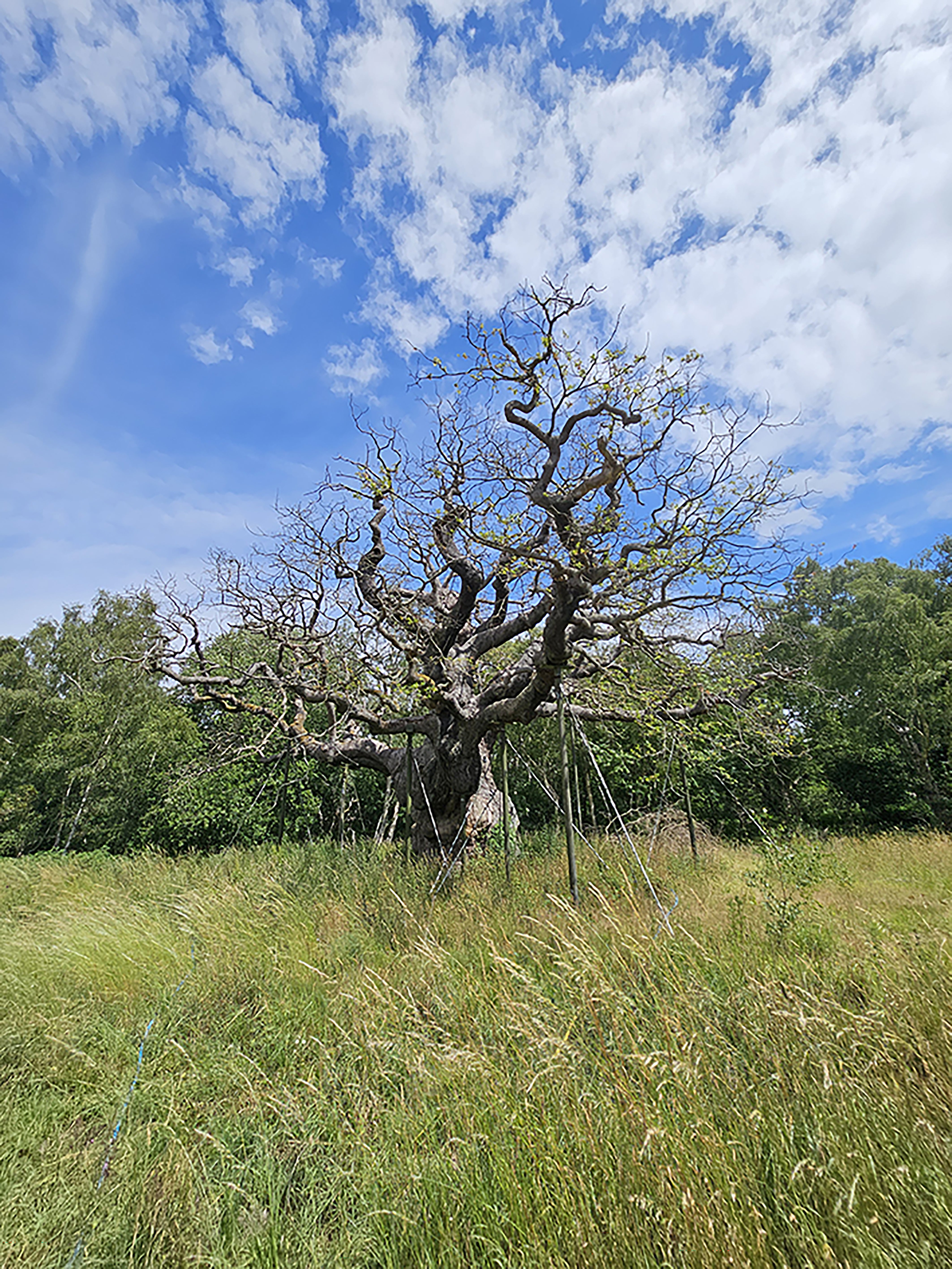 Experts say they believe five hot and ‘droughty’ years have added to the tree’s decline (Chloe Ryder/Sherwood Forest/PA) (PA Media)