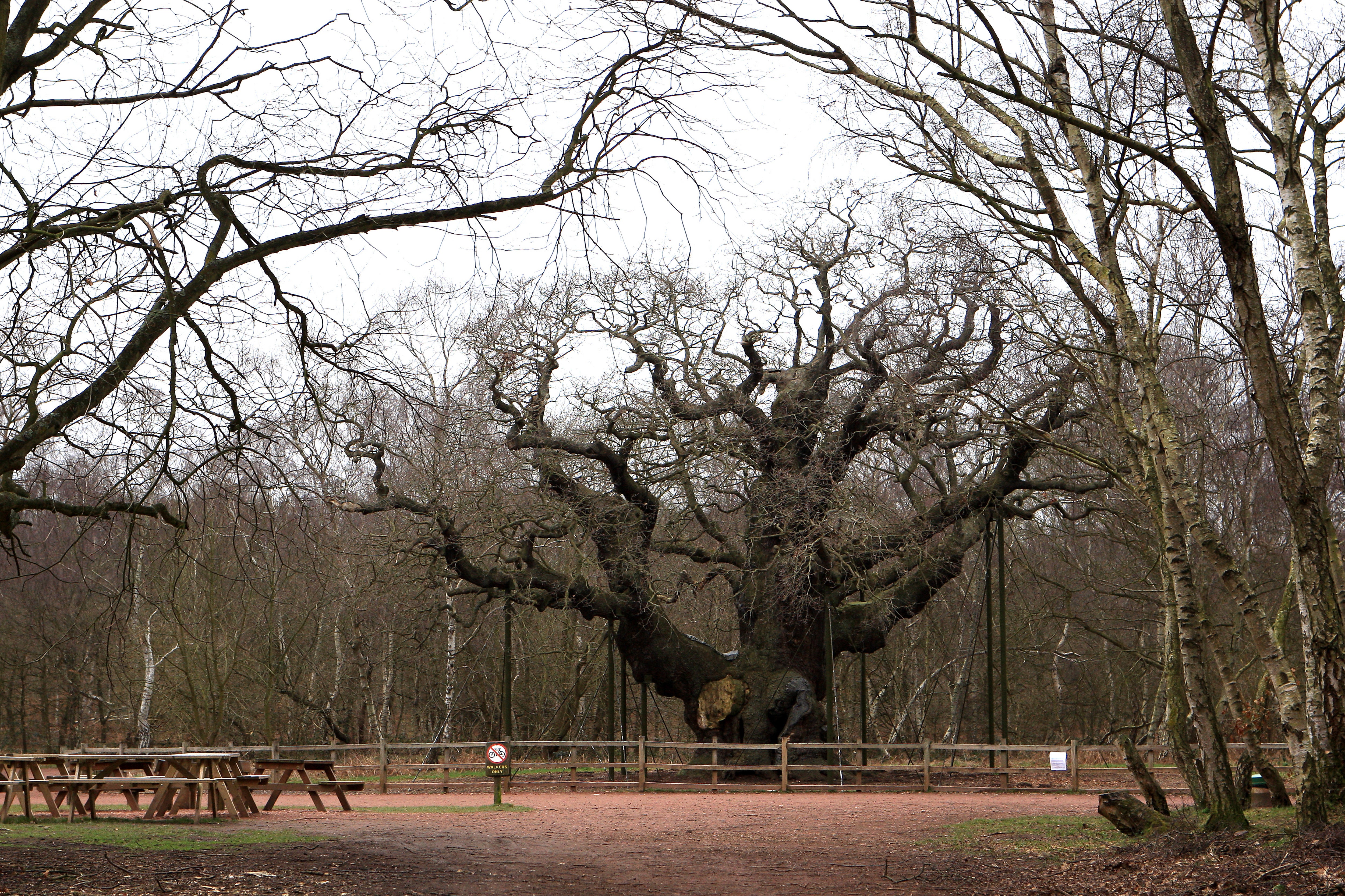 The tree is renowned as the place said to have sheltered Robin Hood (John Walton/PA) (PA Archive)