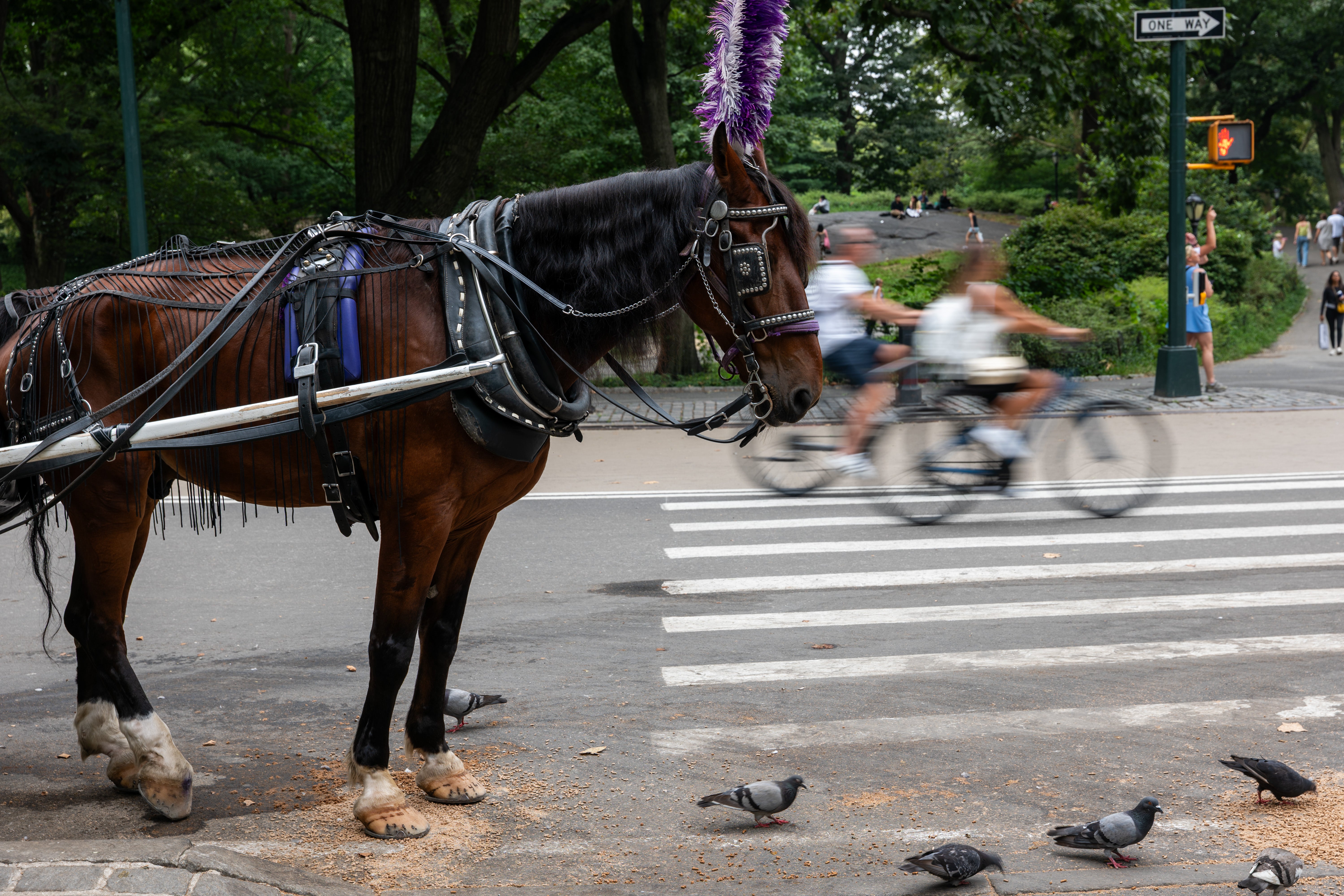 The horse had been in the park for only six weeks