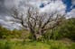 Robin Hood’s 1,200-year-old Major Oak has died: ‘Heartbreaking for everyone’