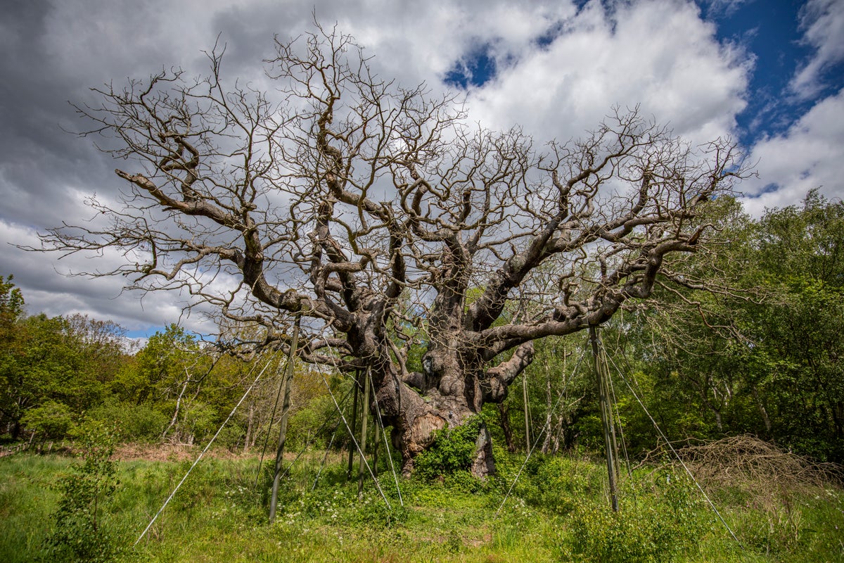 Major Oak: 1,200-year-old tree linked to Robin Hood has died – UK Times Major Oak: 1,200-year-old tree linked to Robin Hood has died – UK Times