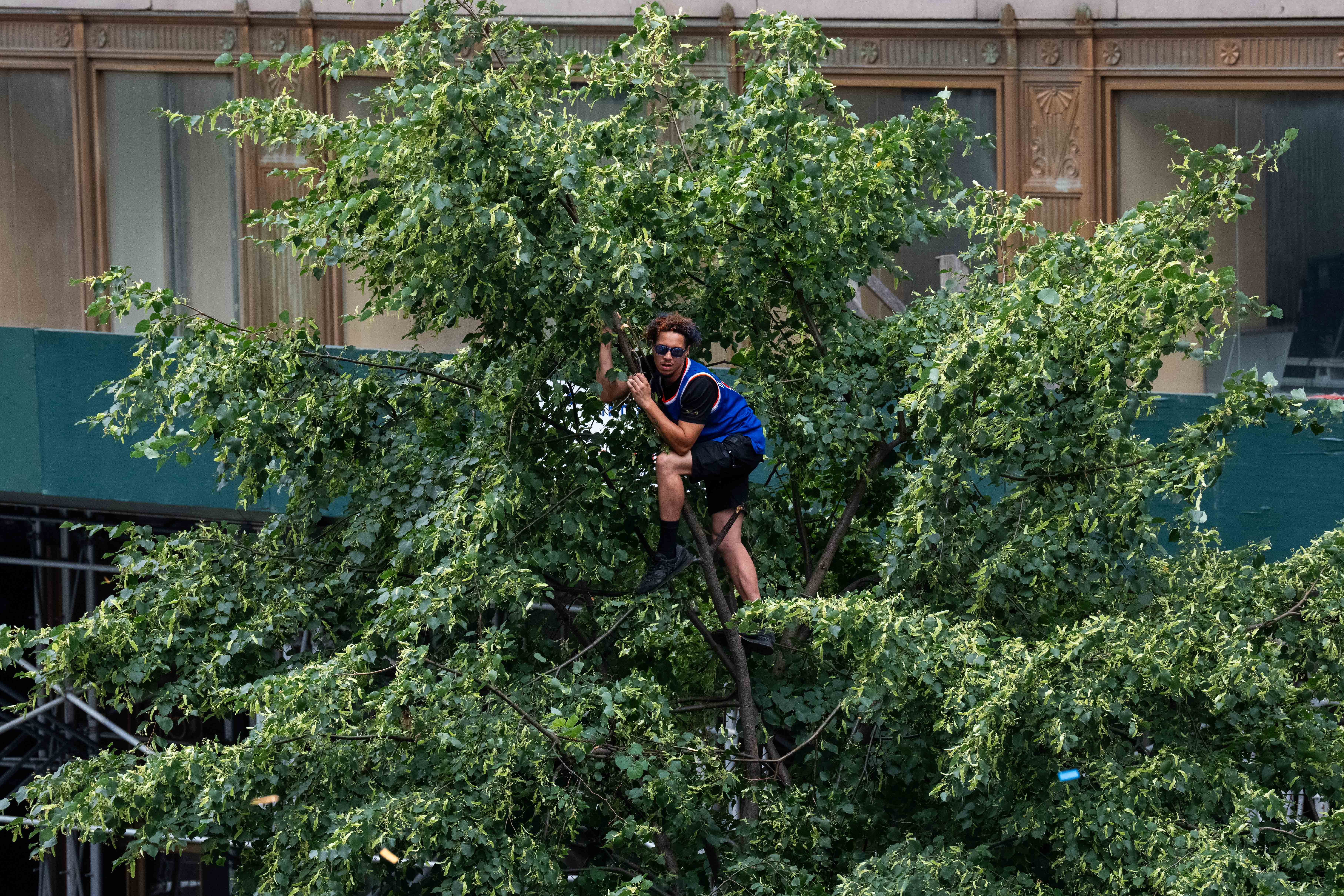 Knicks fans climbed trees and buildings for a better view of the parade