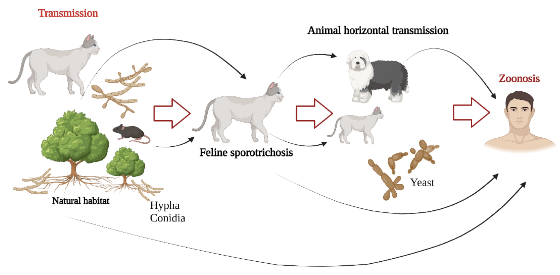 How sporotrichosis spreads to humans