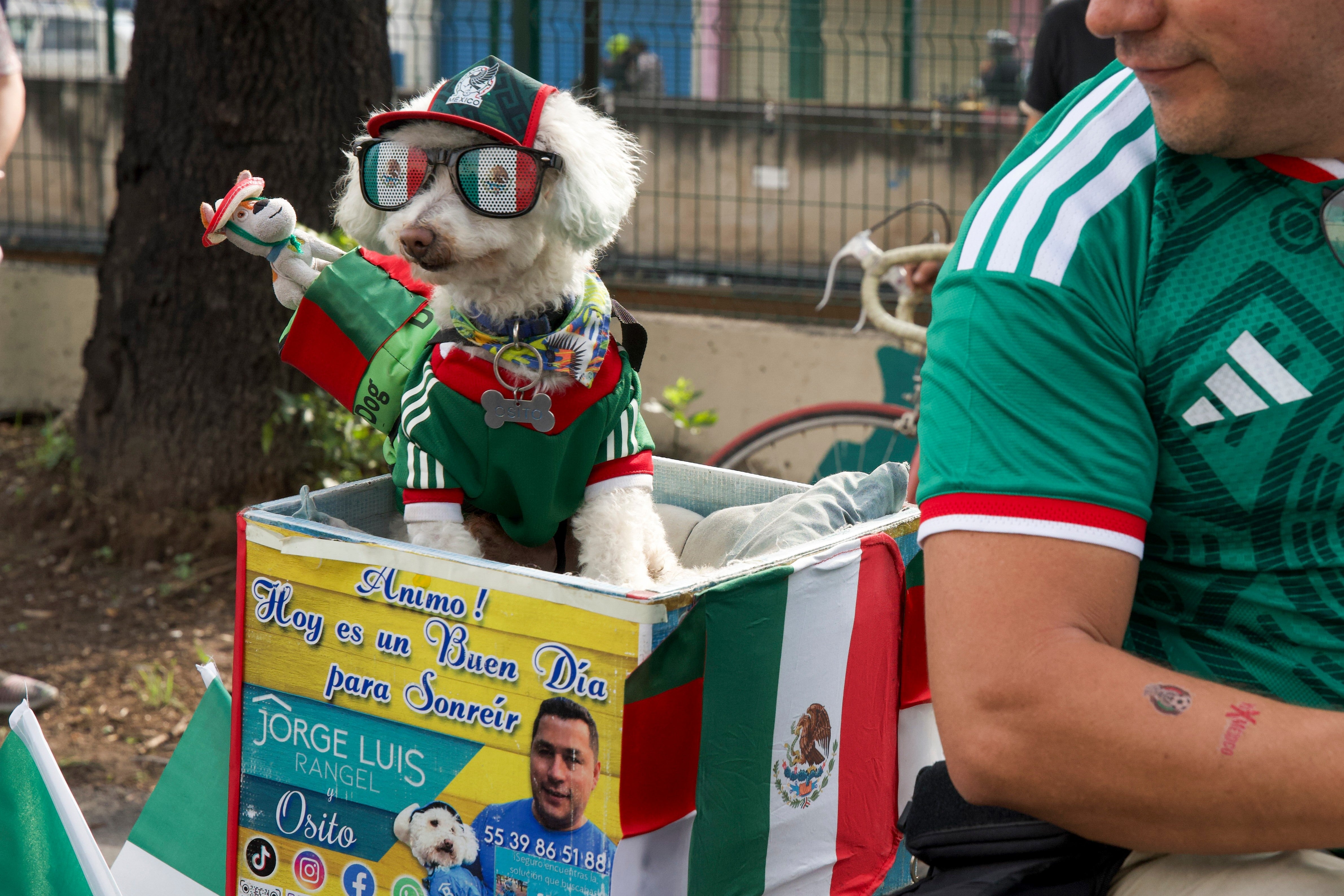 They travel together on a specially adapted cargo bicycle, where Osito sits calmly in a back compartment, greeting passersby and drawing smiles from strangers