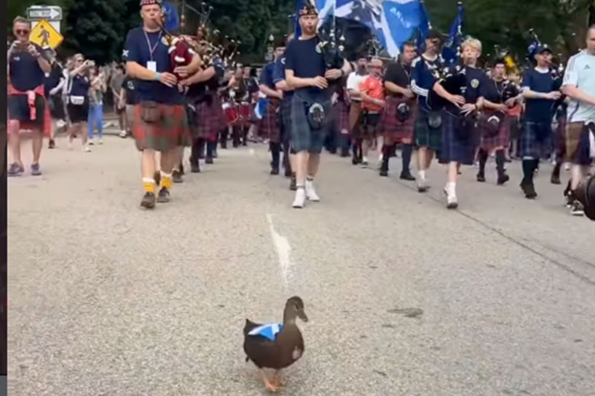 Viral sensation Dawn the Duck becomes Scotland’s unofficial World Cup mascot ahead of Morocco clash