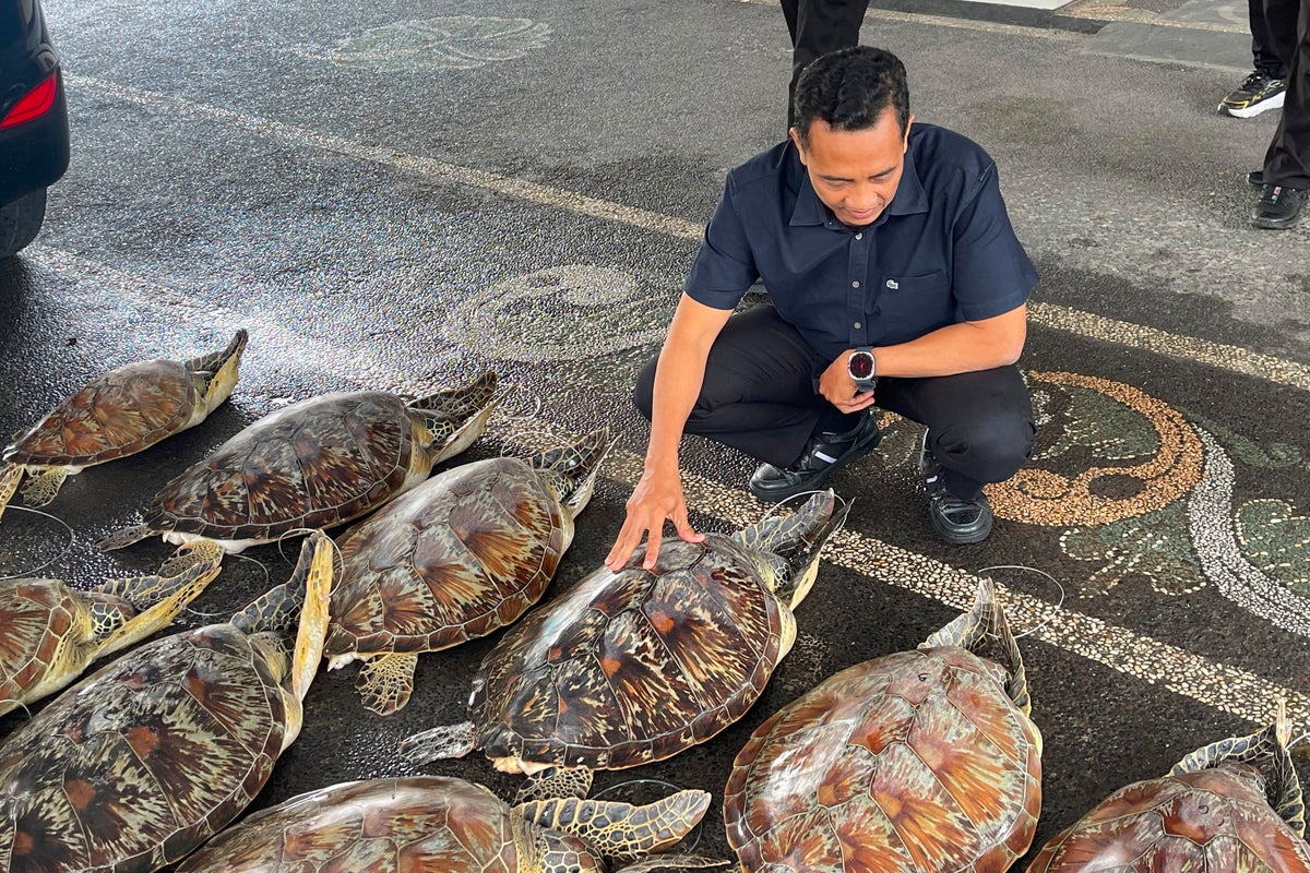 Police in Bali foil an attempt to trade protected 21 live green sea turtles and arrest a suspect