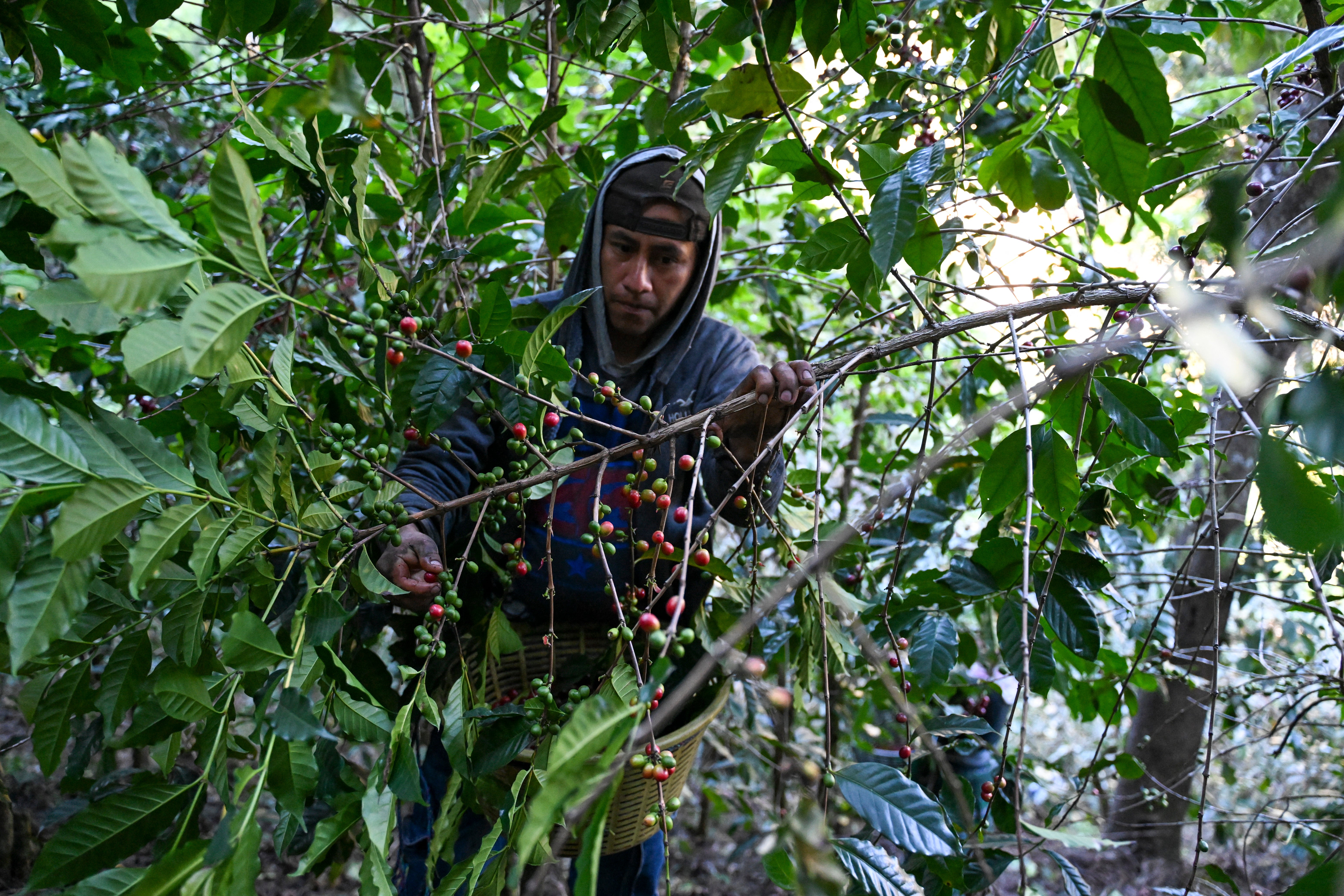 independent.co.uk - Nick Ferris - Super El Ni&ntilde;o poses critical threat to 500m of the world's farmers, researchers warn