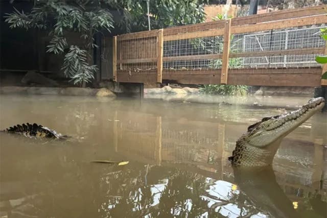 Man arrested after boy ended up in crocodile enclosure at zoo released