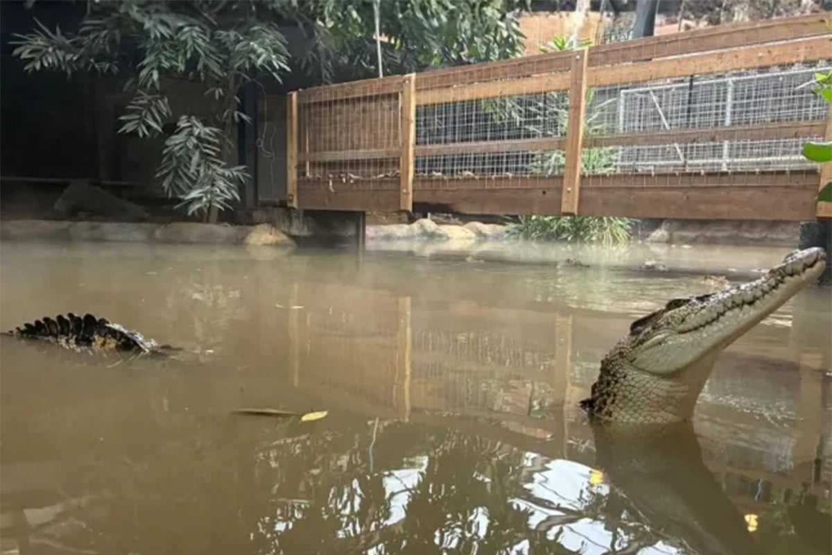 Boy, 3, injured in zoo crocodile attack in stable condition – UK Times Boy, 3, injured in zoo crocodile attack in stable condition – UK Times