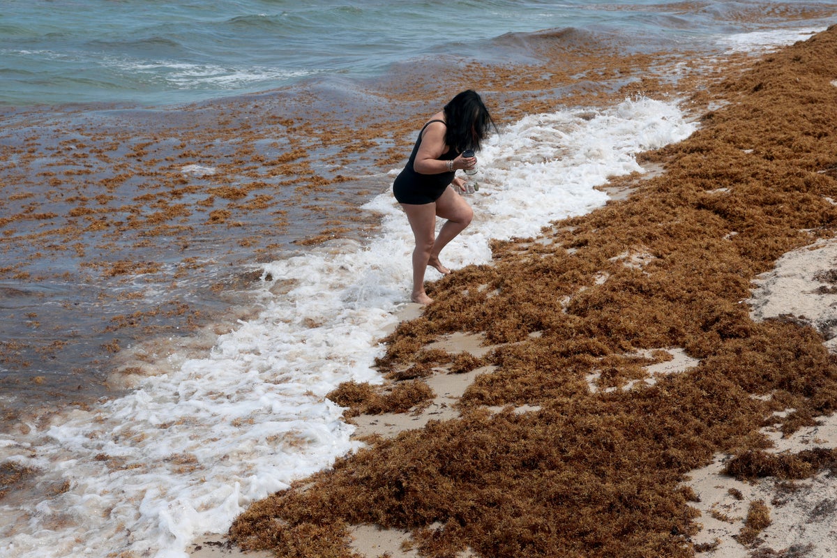 Smelly seaweed is covering Florida beaches – and researchers warn other states to be prepared – UK Times Smelly seaweed is covering Florida beaches – and researchers warn other states to be prepared – UK Times