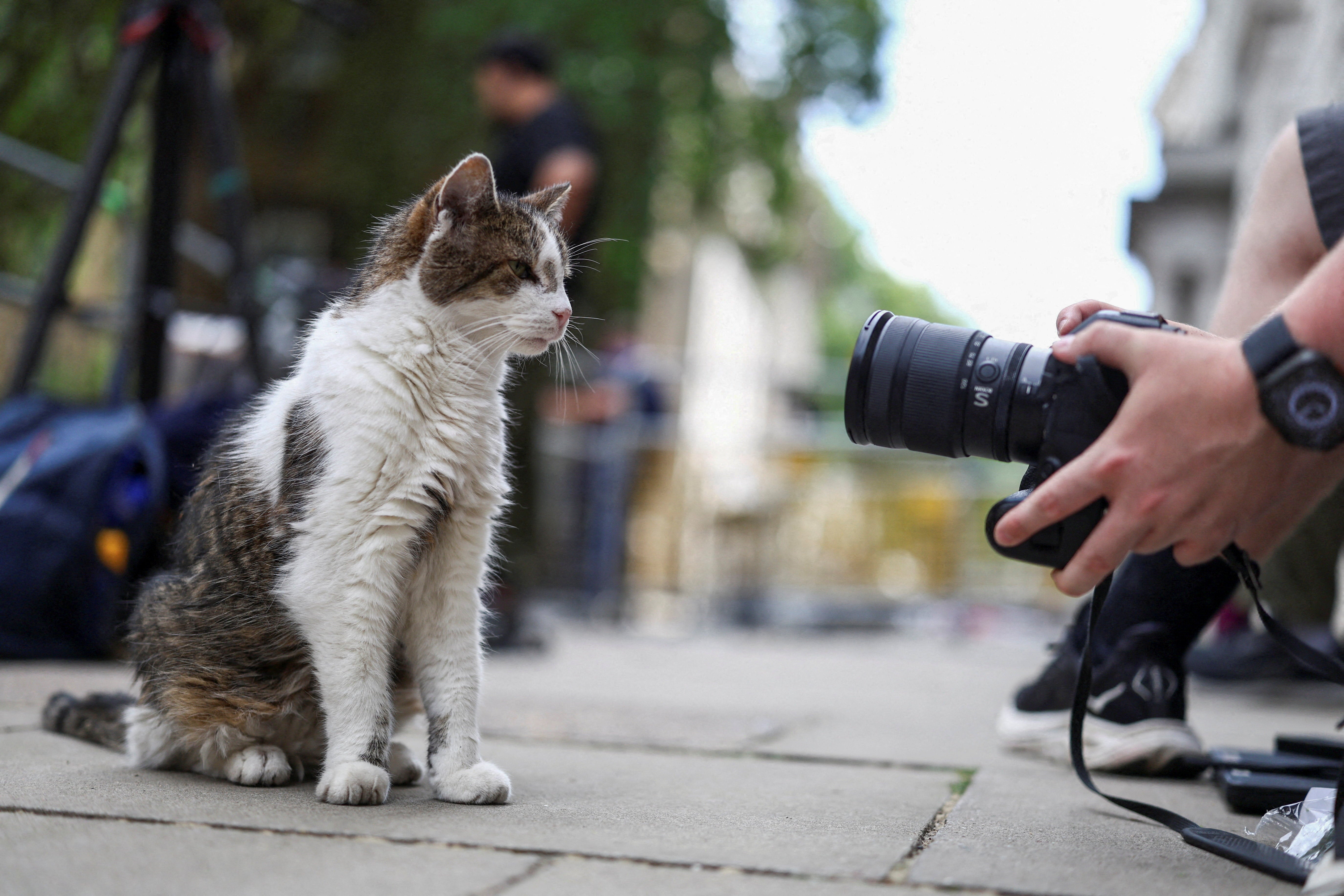 Larry the Downing Street cat poses for a photographer in Westminster. (Reuters)