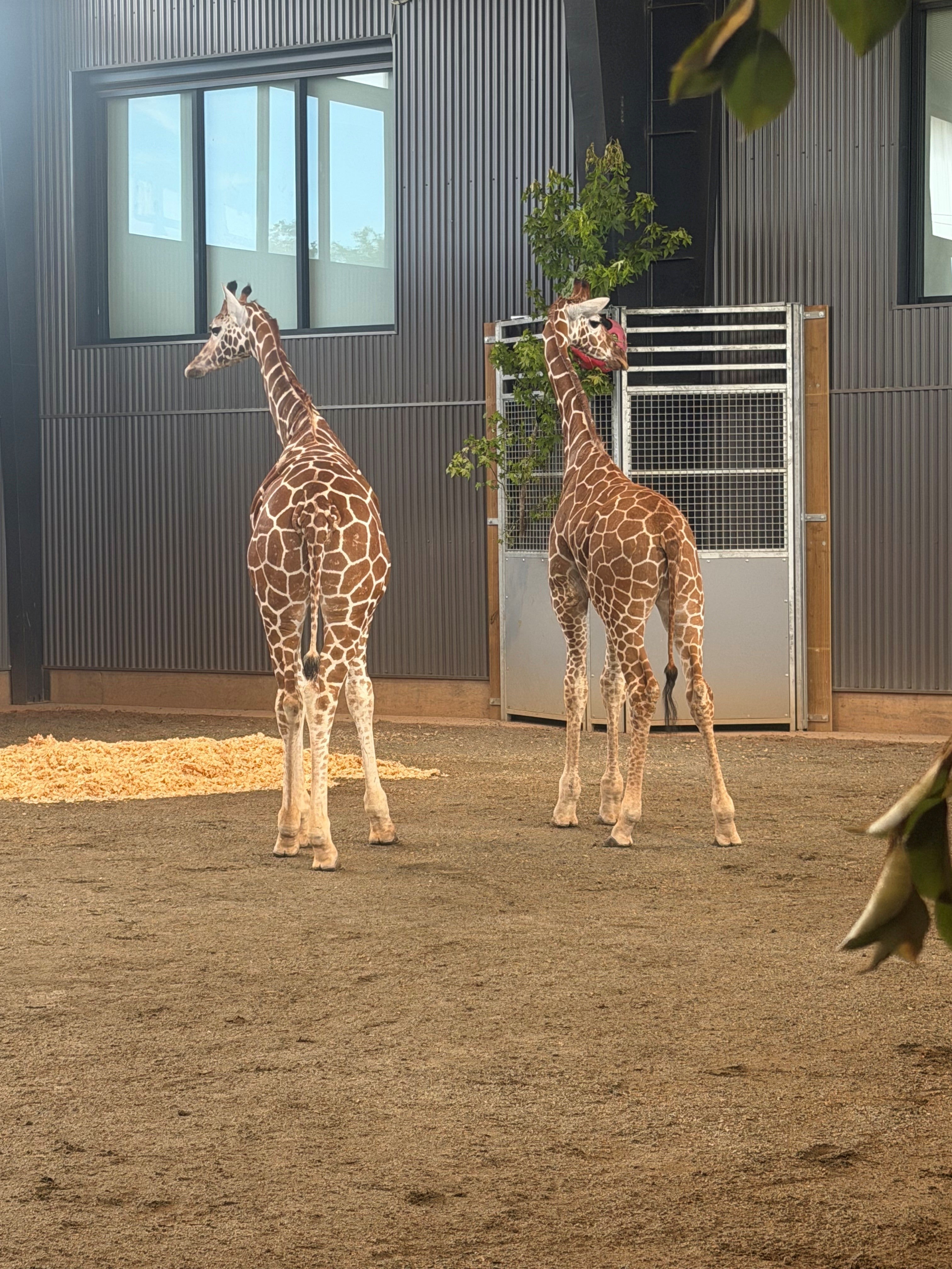 The baby giraffes disappeared as authorities were investigating the zoo on allegations of animal abuse