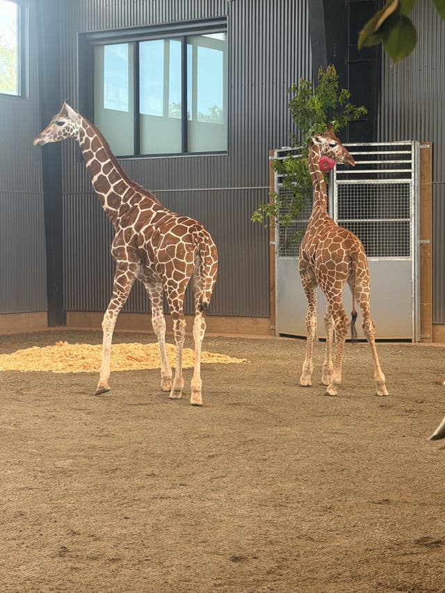 two-baby-giraffes-who-went-vanished-from-a-virginia-zoo-a-year-ago-are